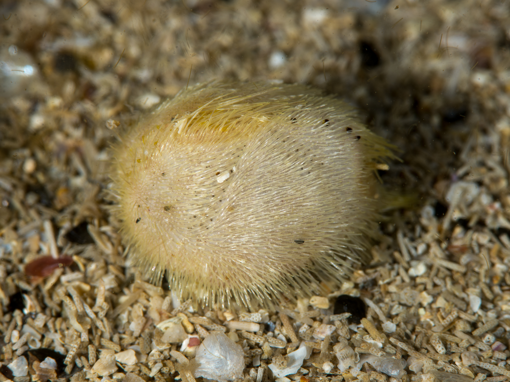 Echinocardium flavescens image: _b155128