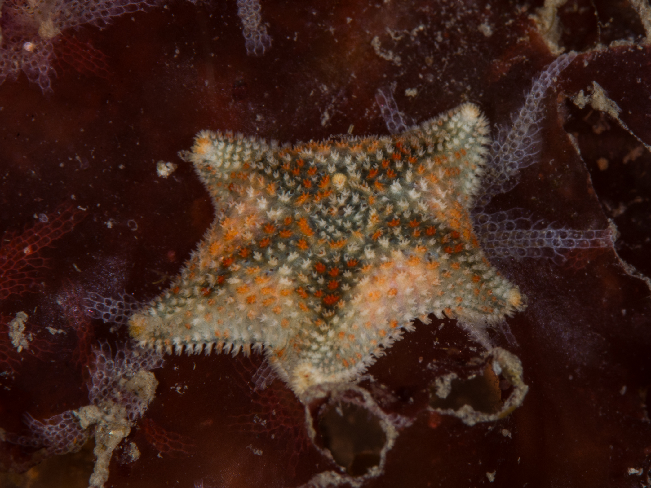 Asterina phylactica image: _b155480