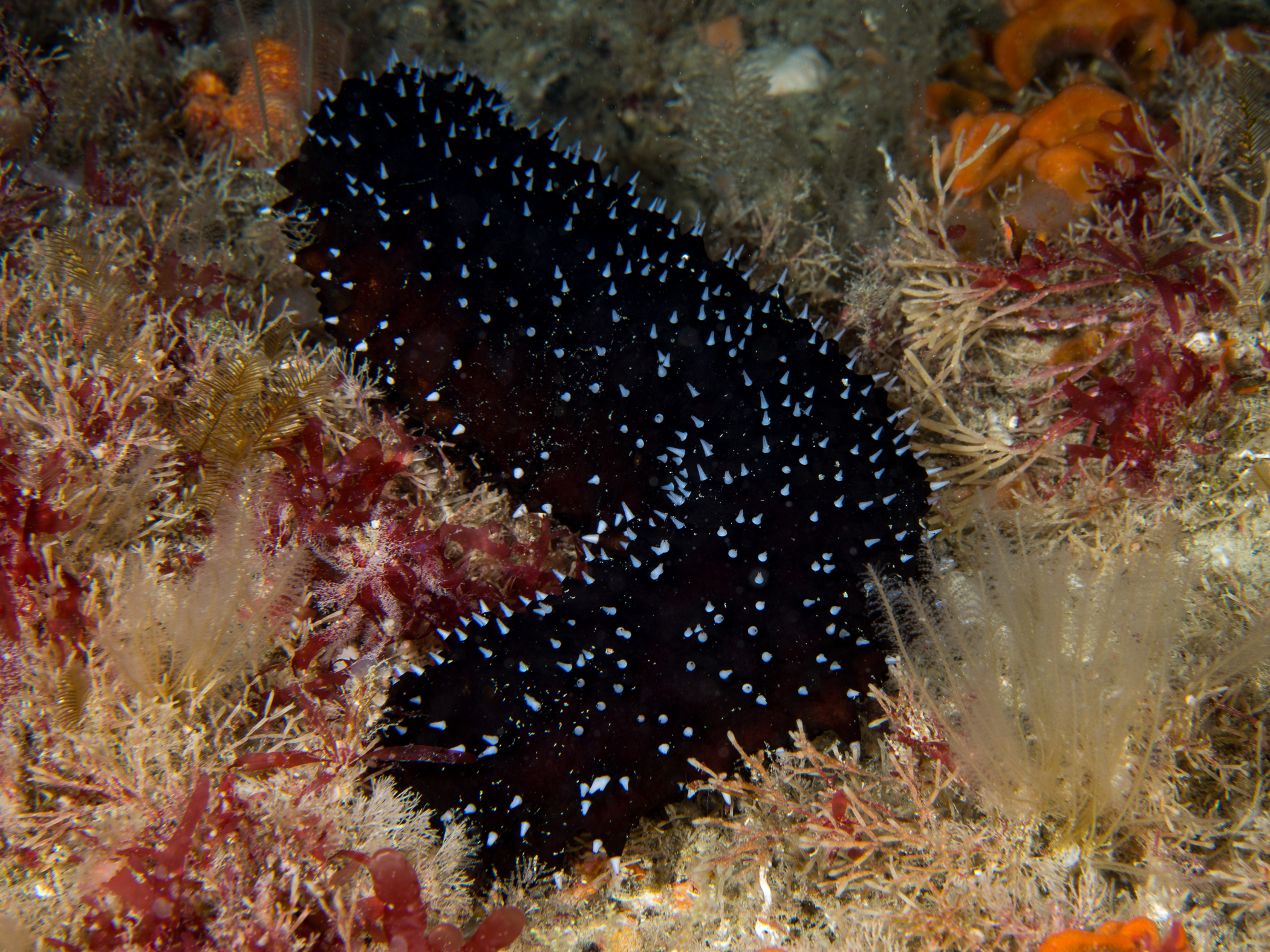 image: Holothuria forskali. Isles of Scilly, 2016.
