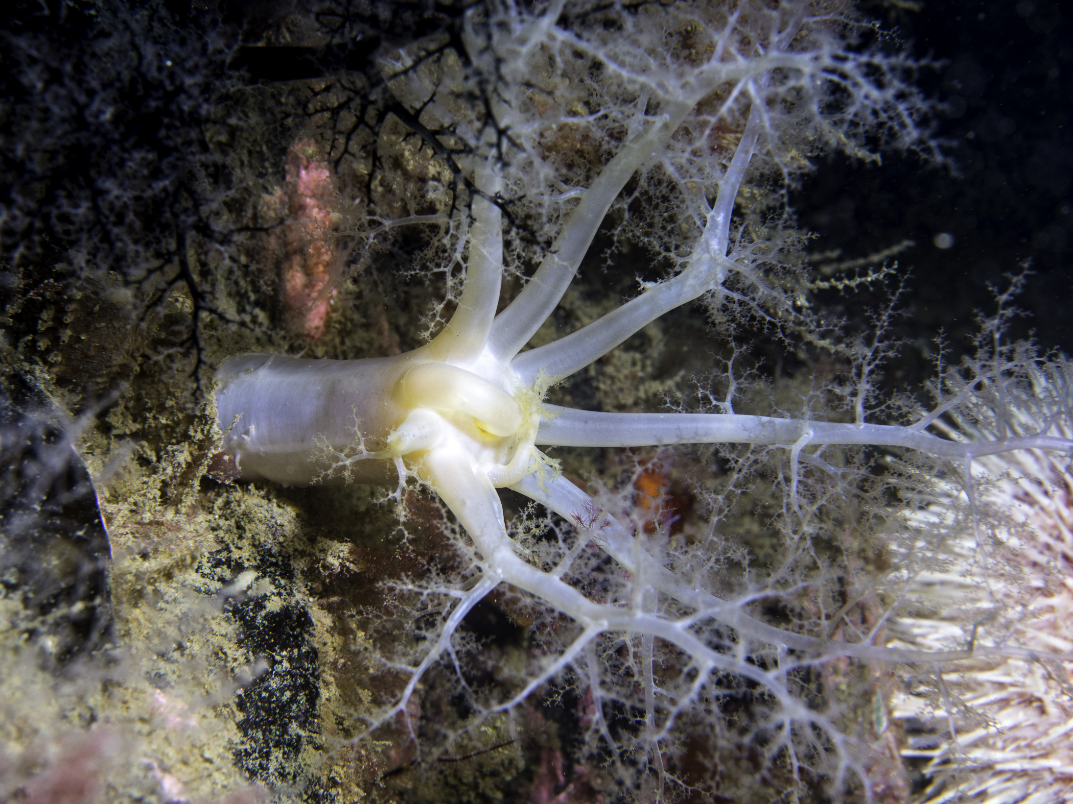 Aslia lefevrei image: _b171146