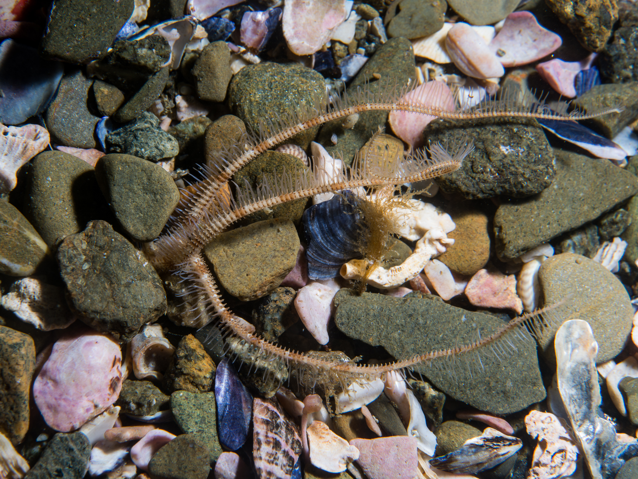 image: Ophiopsila annulosa. Connemara, Co Galway, 2017.