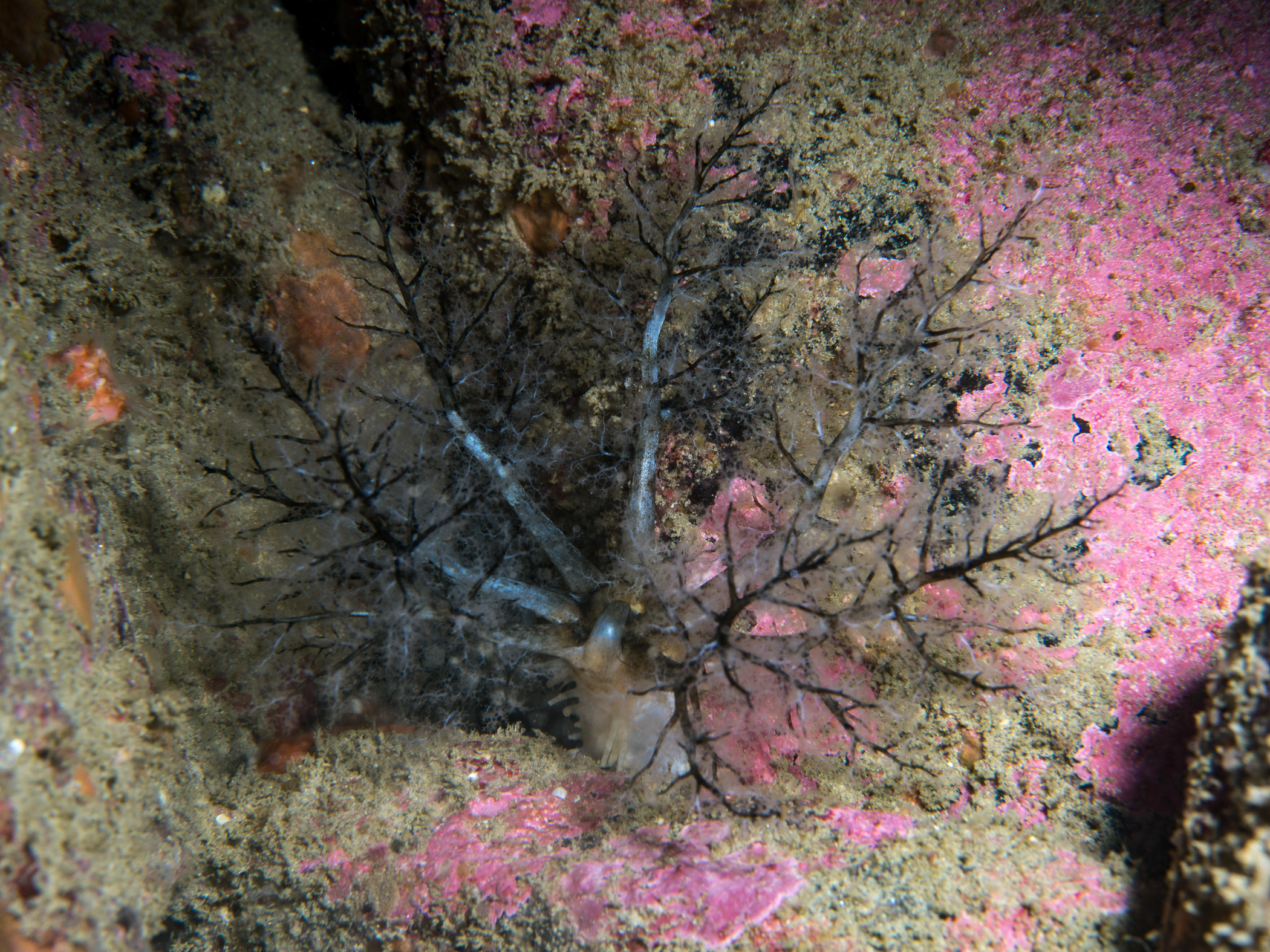 Pawsonia saxicola image: _b171540