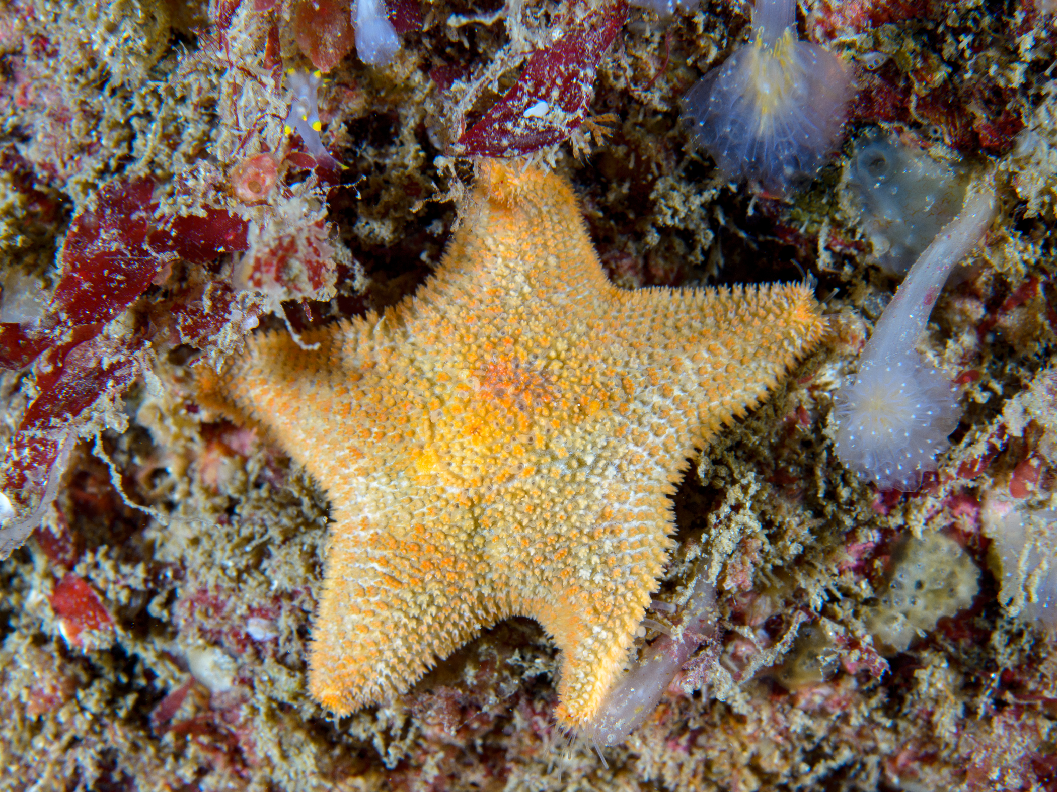 Asterina gibbosa image: _b174069