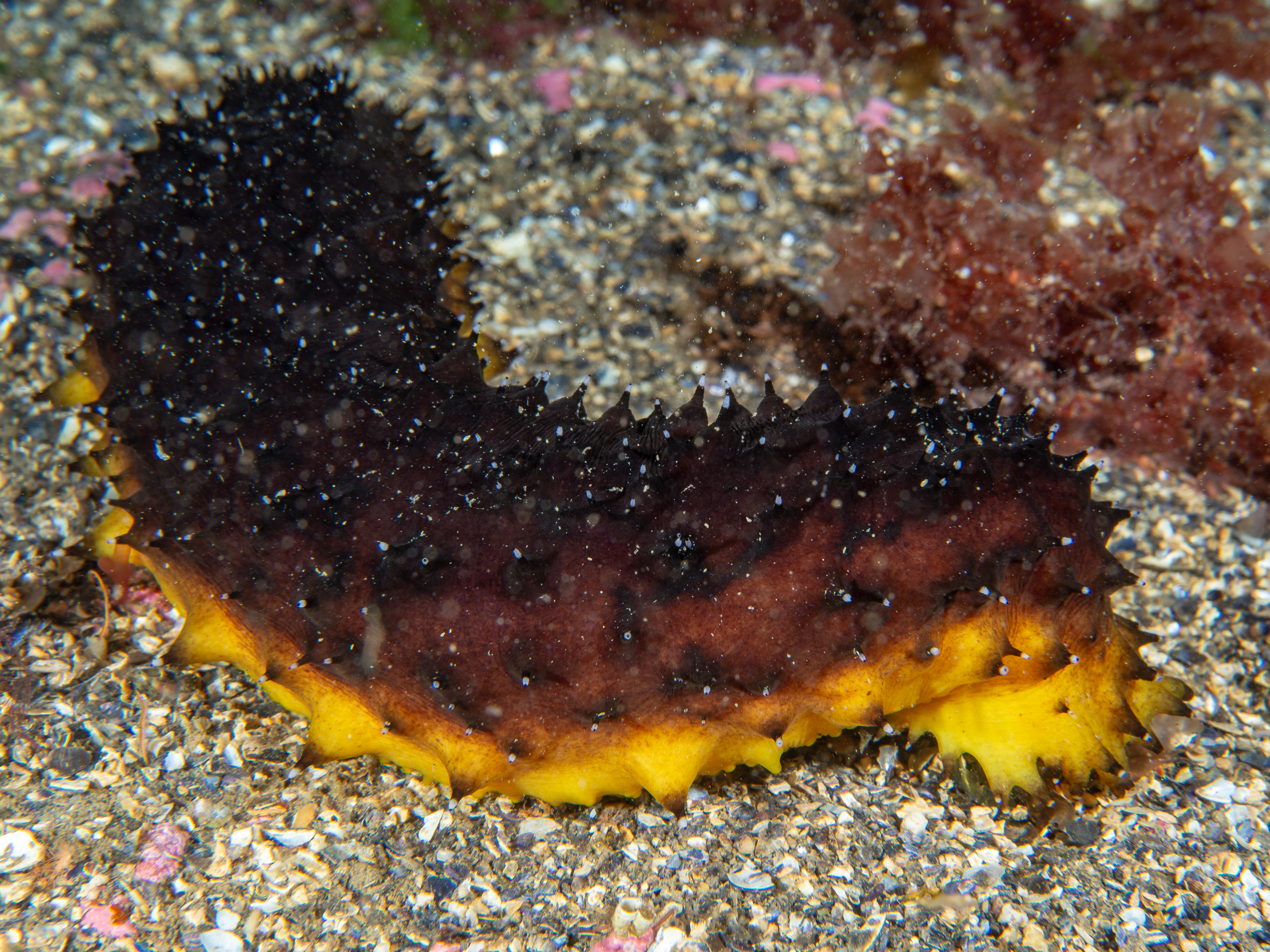Holothuria forskali image: _b181100