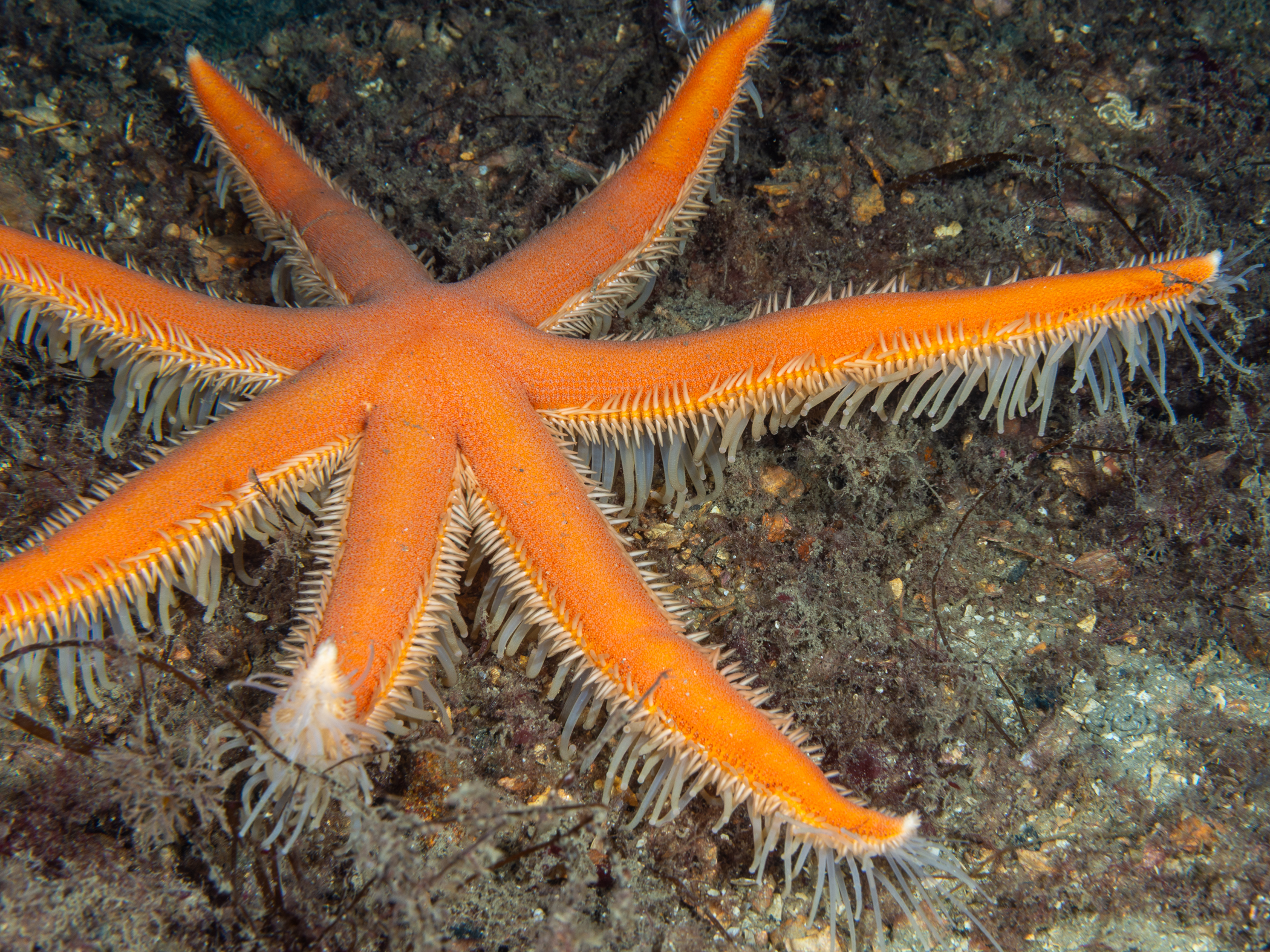 Luidia ciliaris image: _b181922