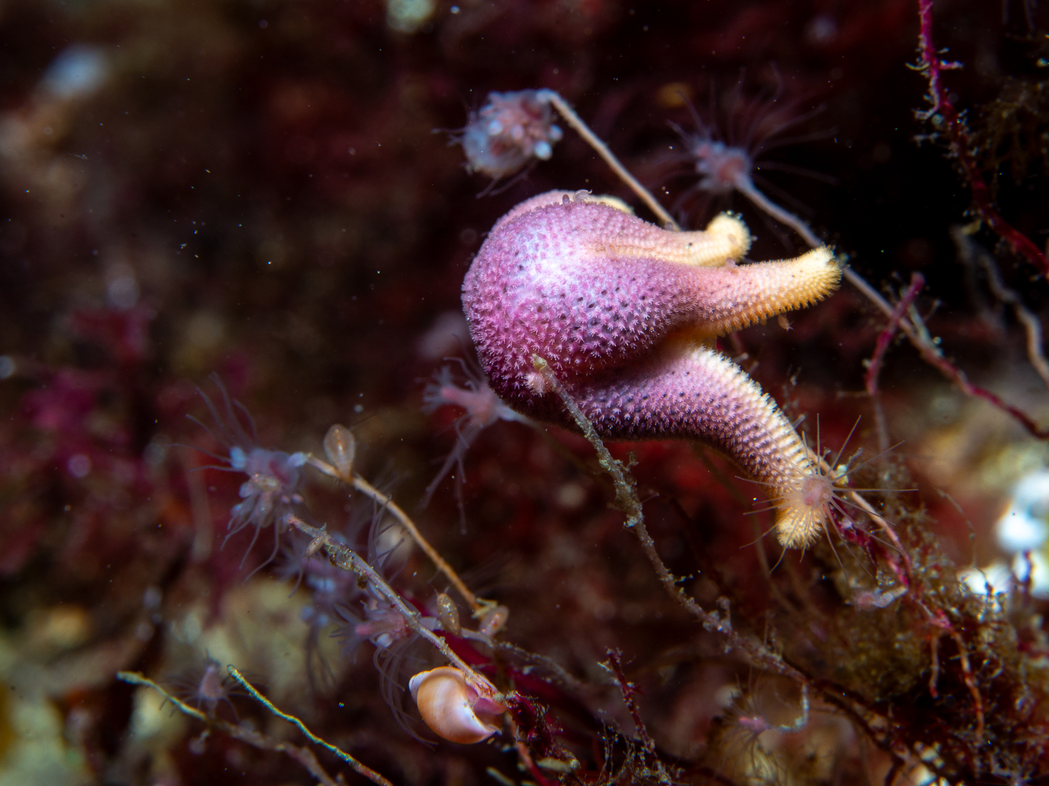 image: Henricia sanguinolenta. Norway, 2019.