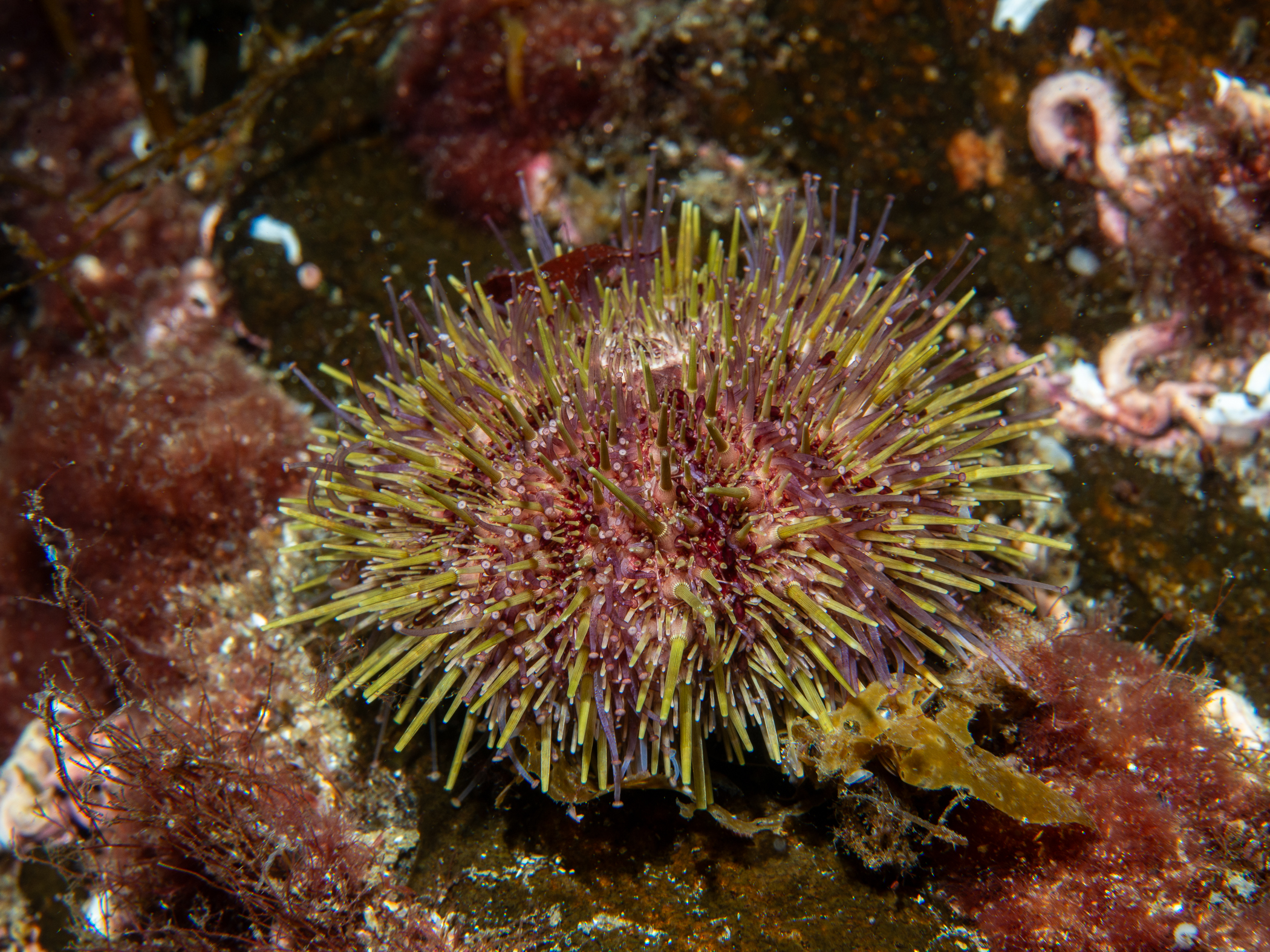 image: Strongylocentrotus droebachiensis. Norway, 2019.