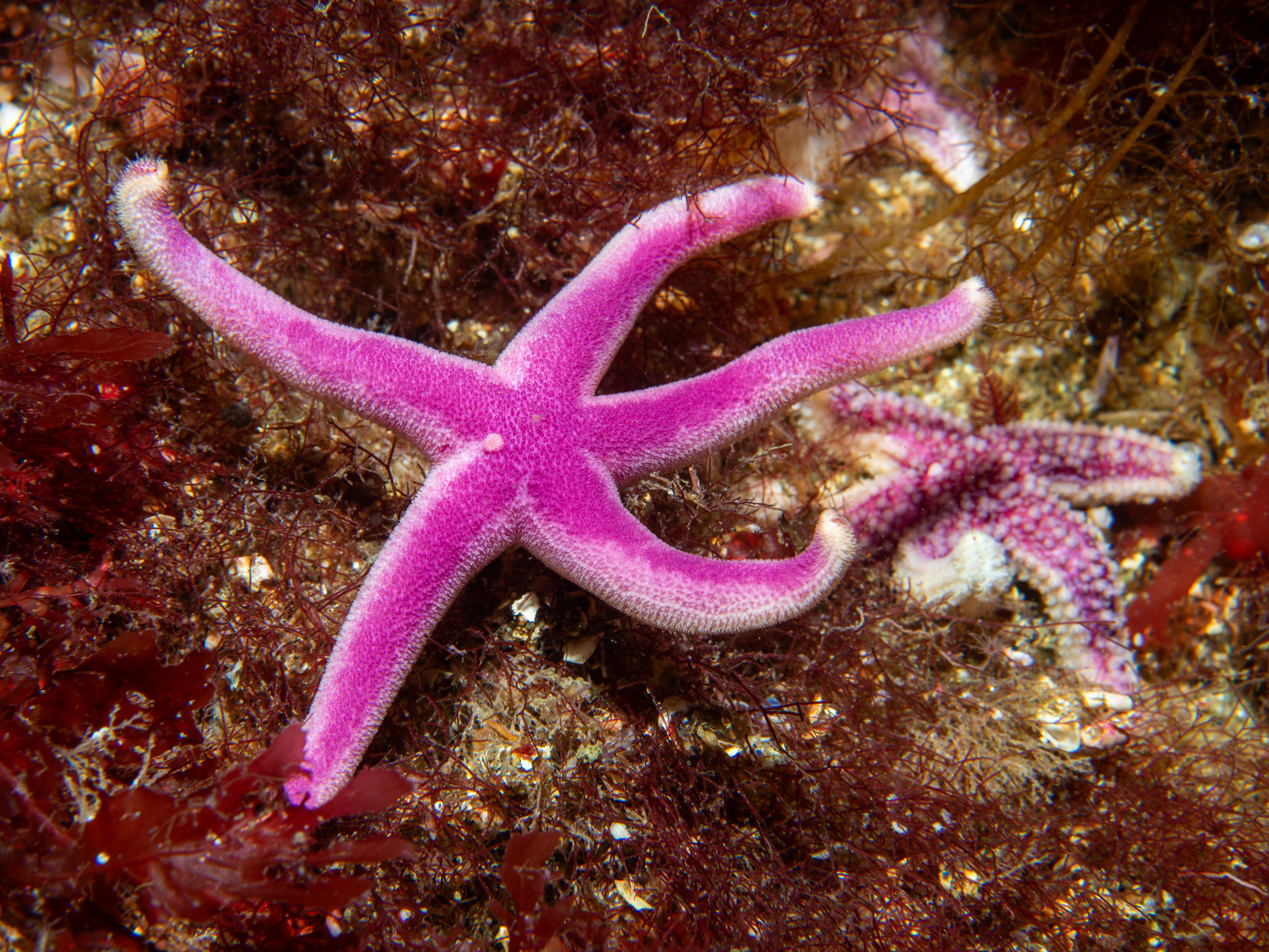 image: Henricia sanguinolenta. Norway, 2019.