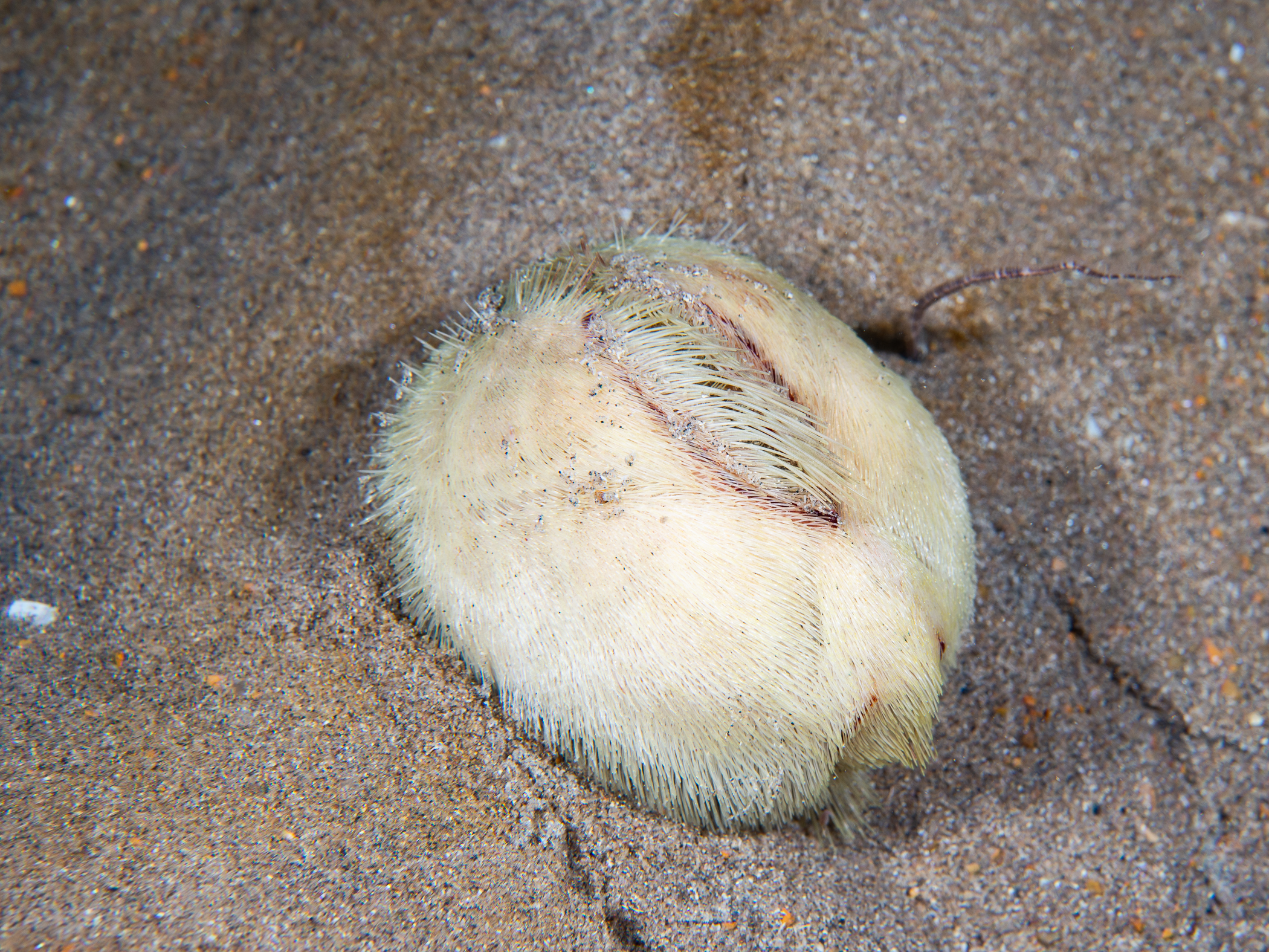 Echinocardium cordatum image: _b197120