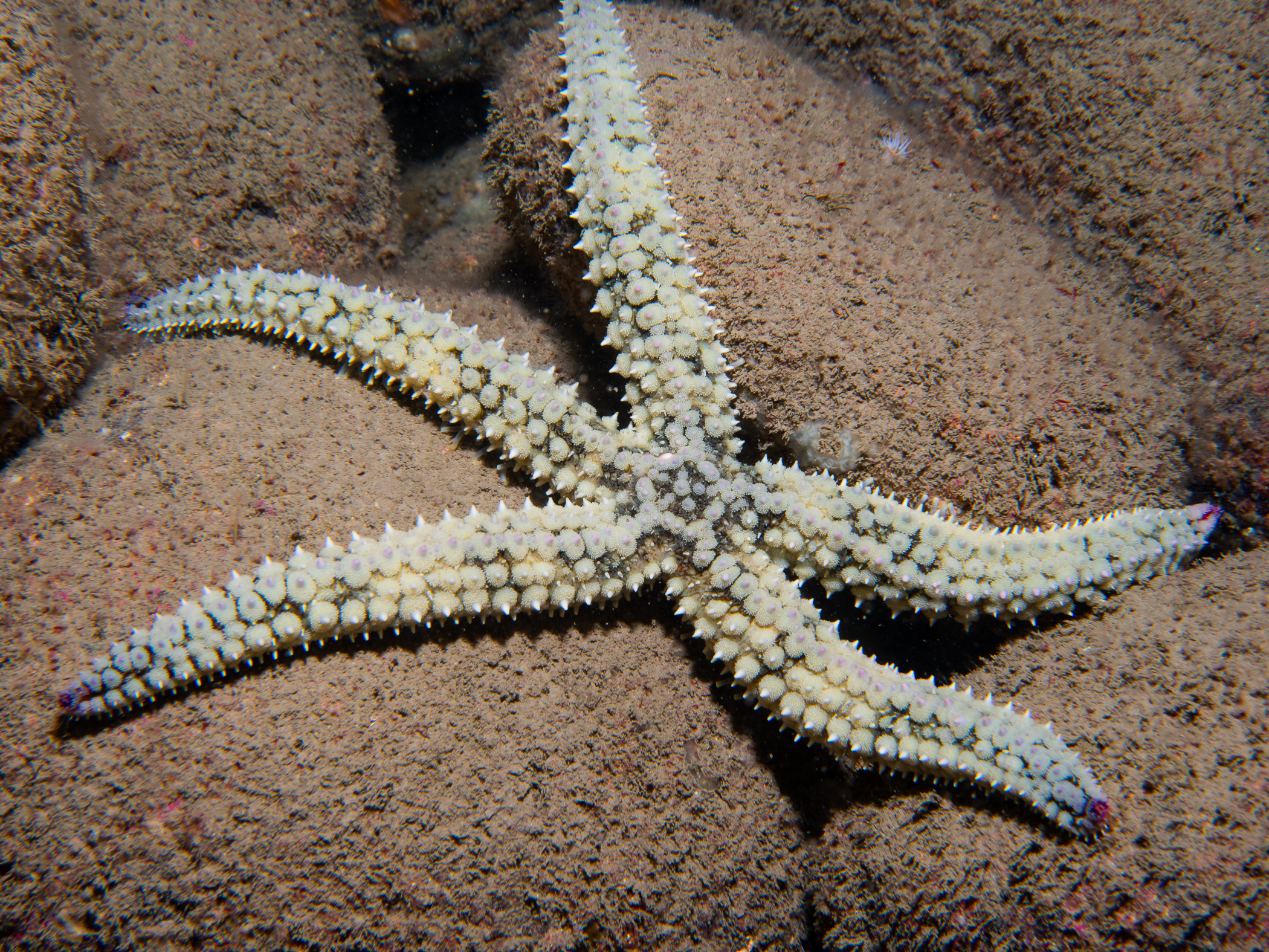 Marthasterias glacialis image: _b245184