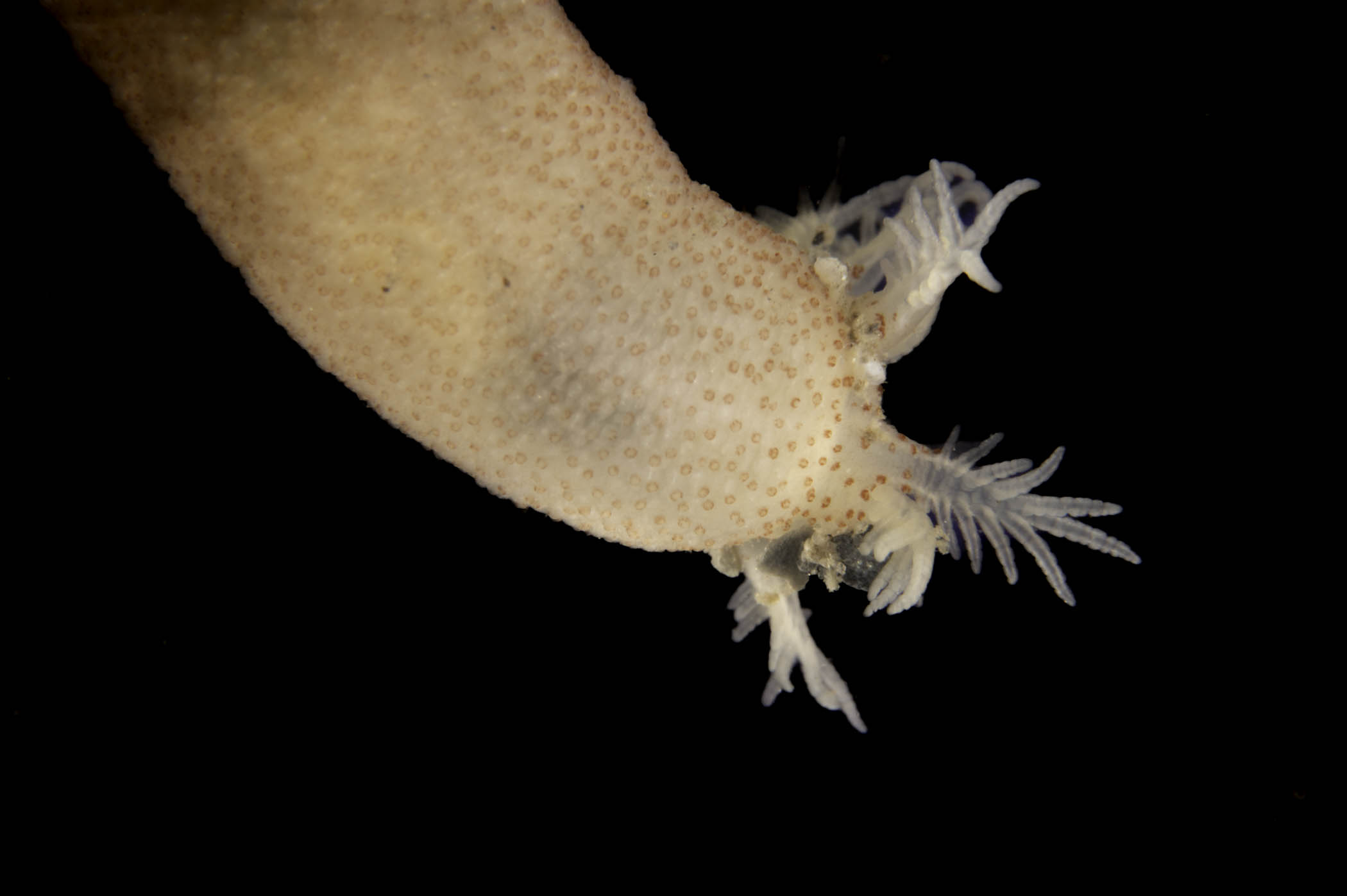 image: Leptosynapta inhaerens. Studio shot showing feeding tentacles.