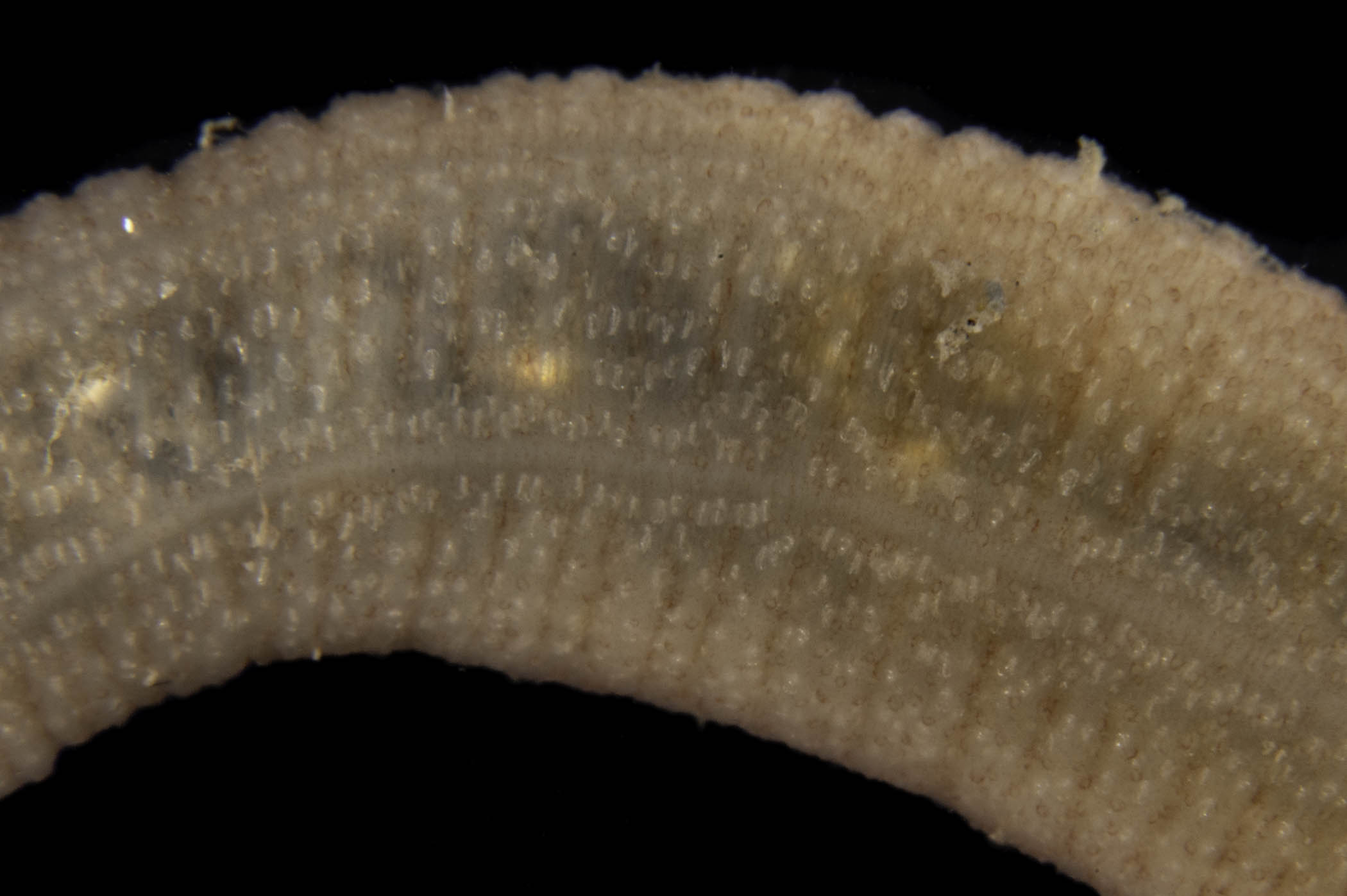 image: Leptosynapta inhaerens. Studio shot showing close up of skin with calcareous anchors and anchor plates just visible beneath the surface.