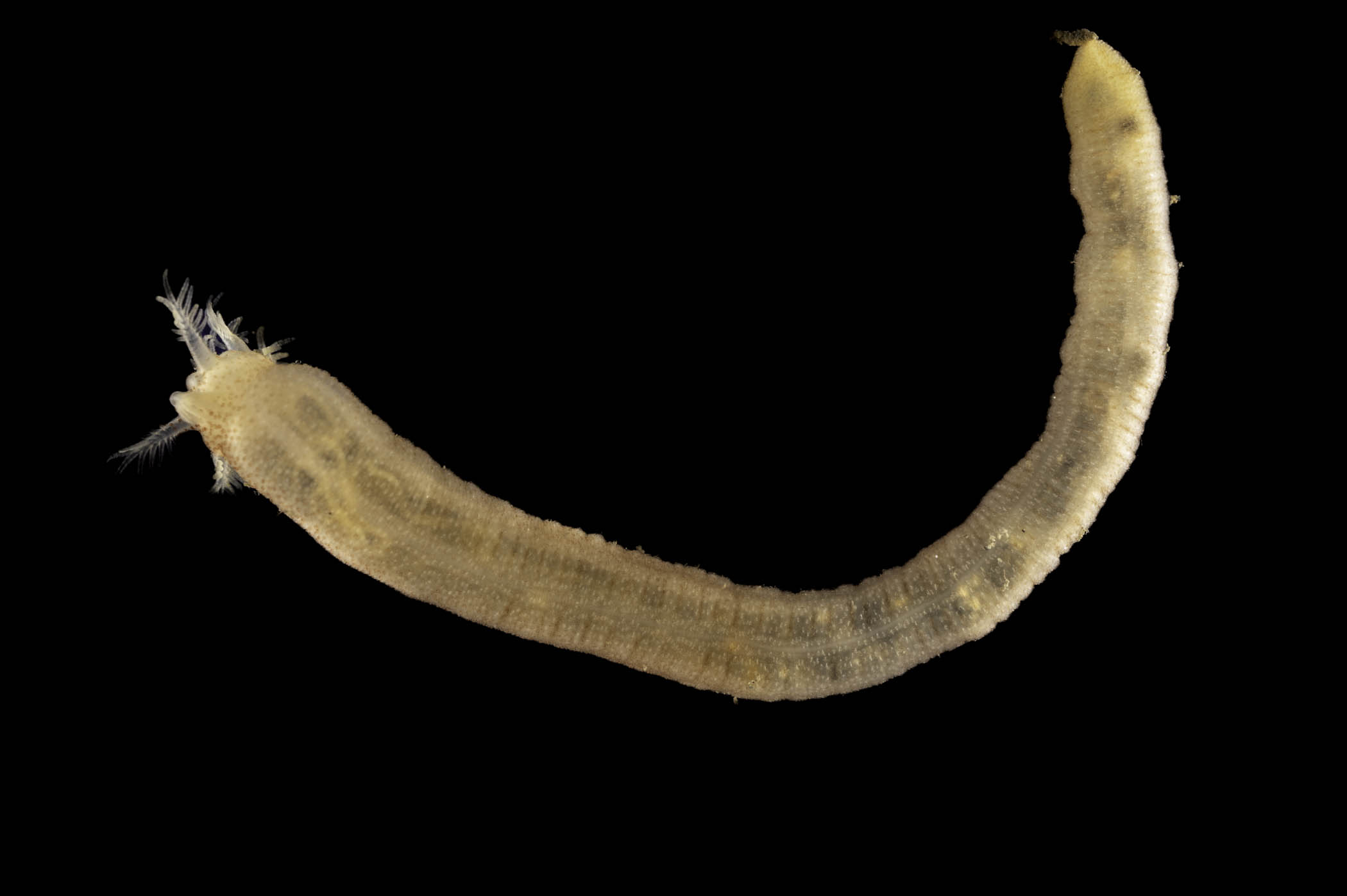 image: Leptosynapta inhaerens. Studio shot of entire sea cucumber, Strangford Lough.