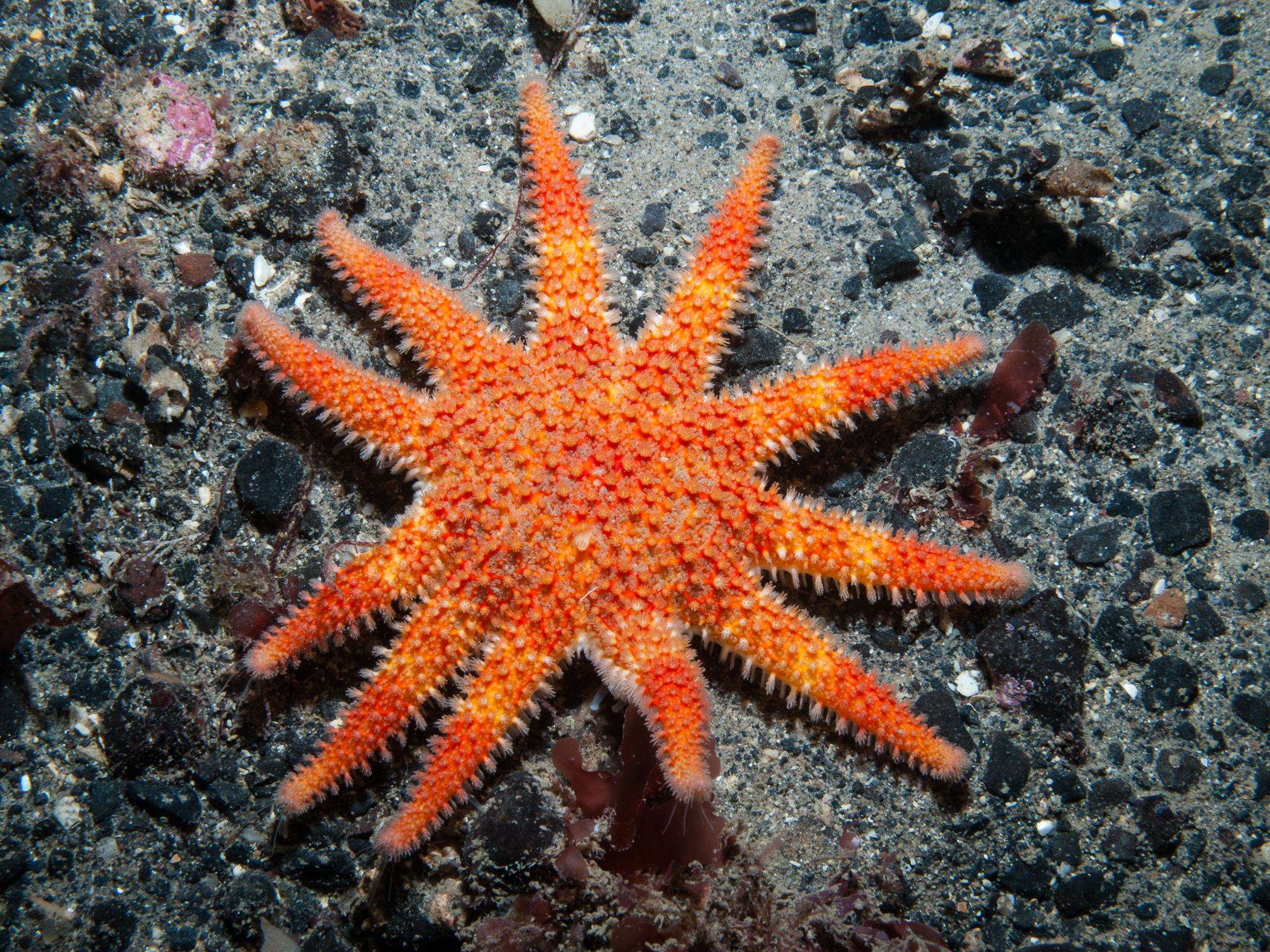 Crossaster papposus image: b09_3326