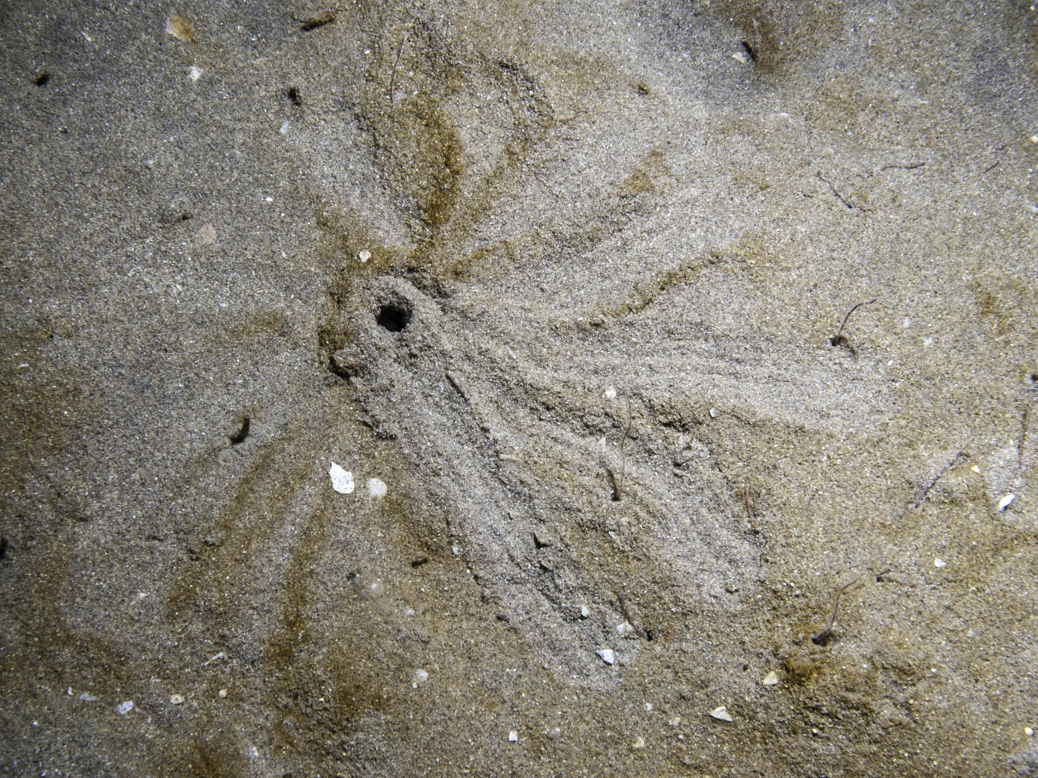 image: Oestergrenia digitata. Distinctive feeding pattern in the sand around the burrow, the arms of brittlestar <i>Amphiura brachiata</i> are visible. Church Bay, Rathlin, Northern Ireland.