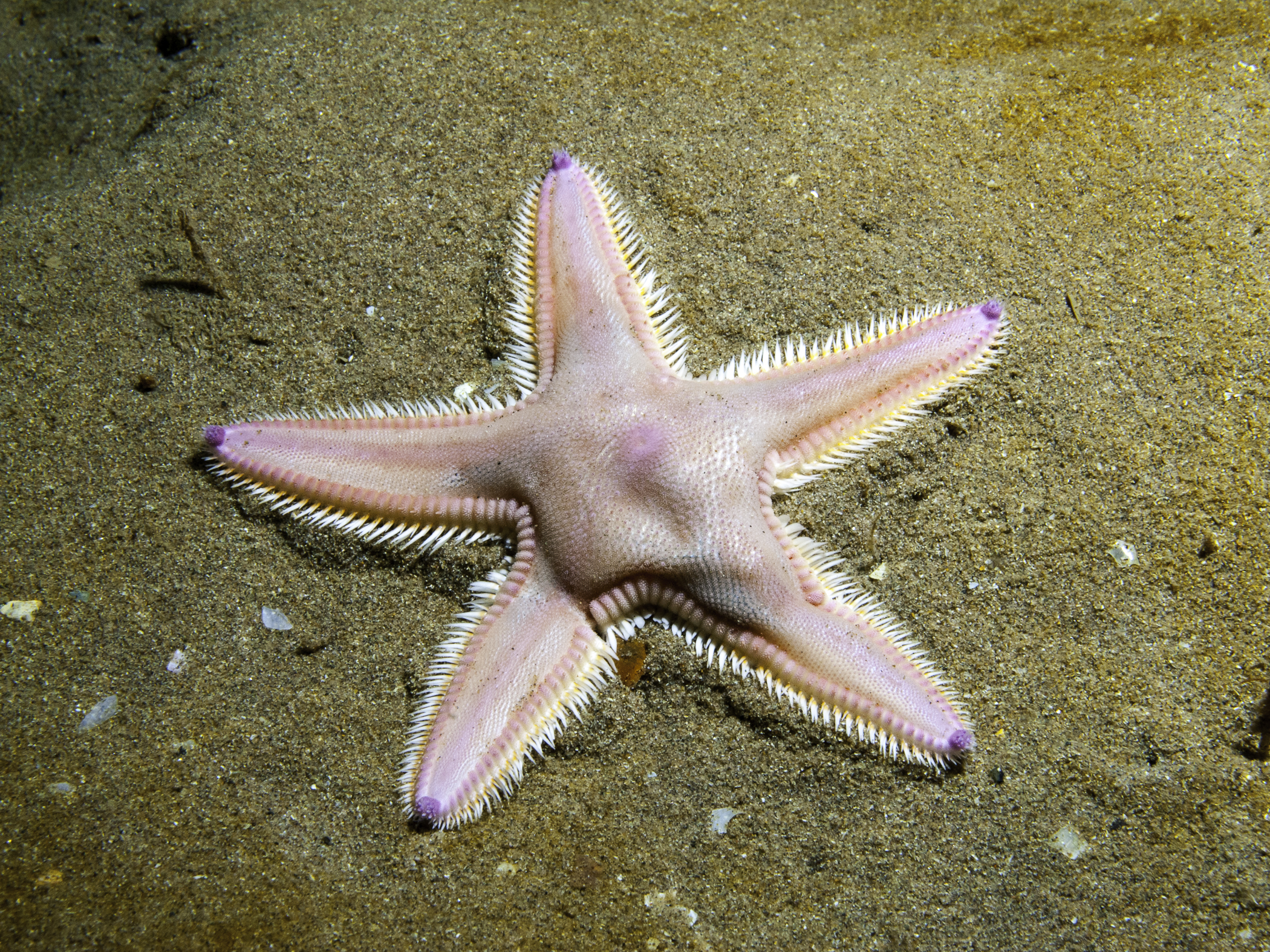 Astropecten irregularis image: b09_4038