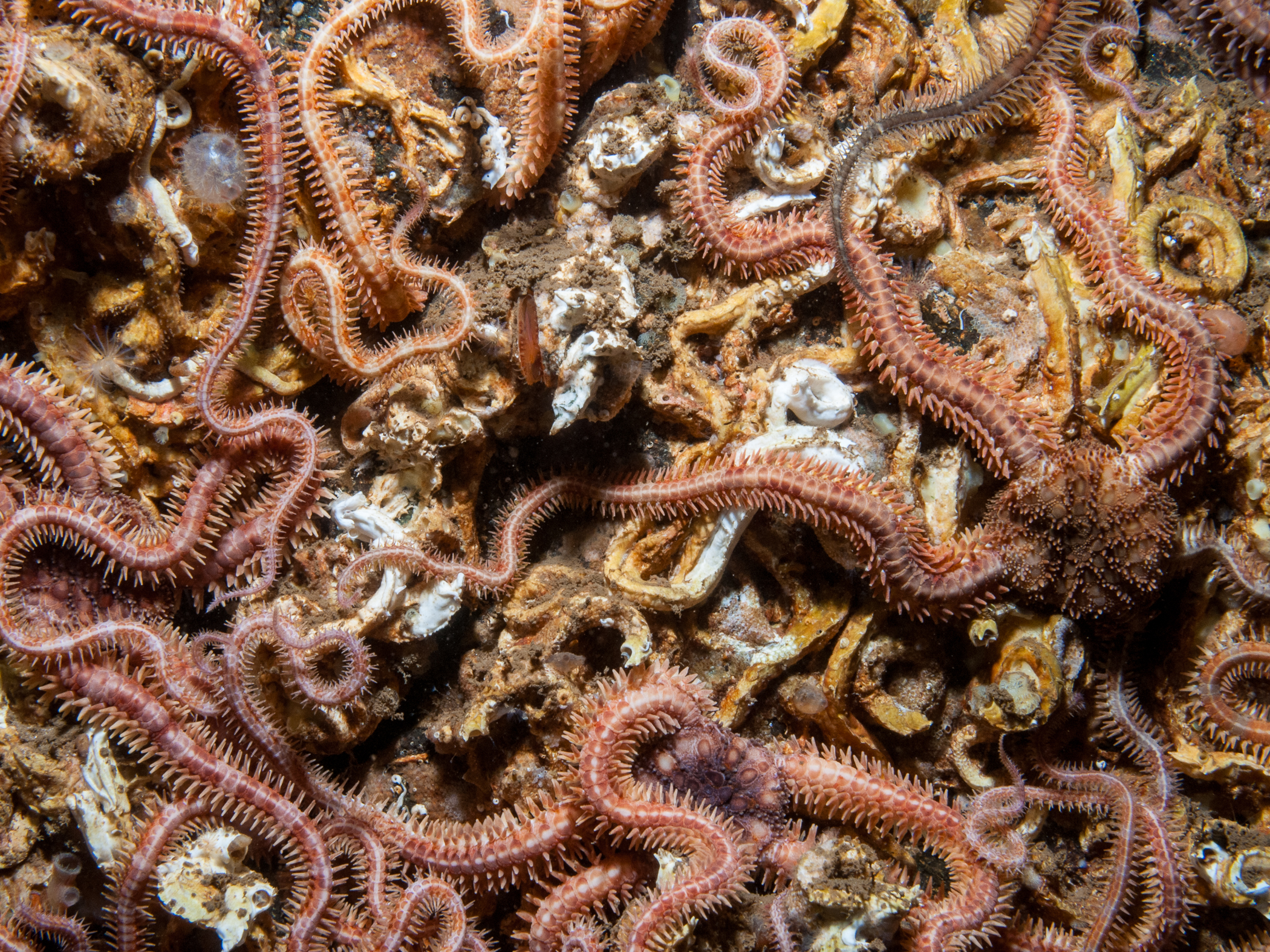 Ophiopholis aculeata image: b09_5878