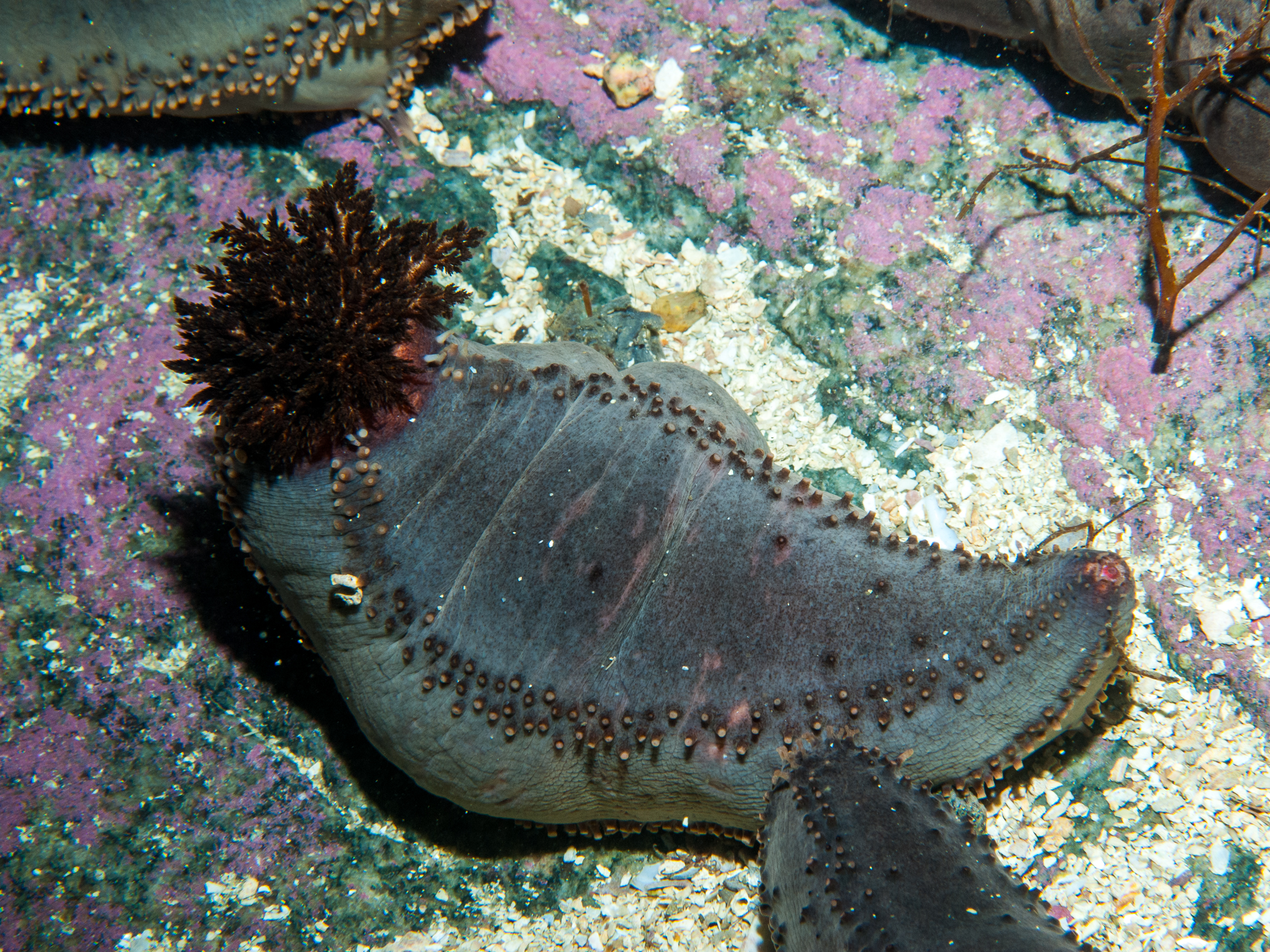 Cucumaria frondosa image: bep2_0219