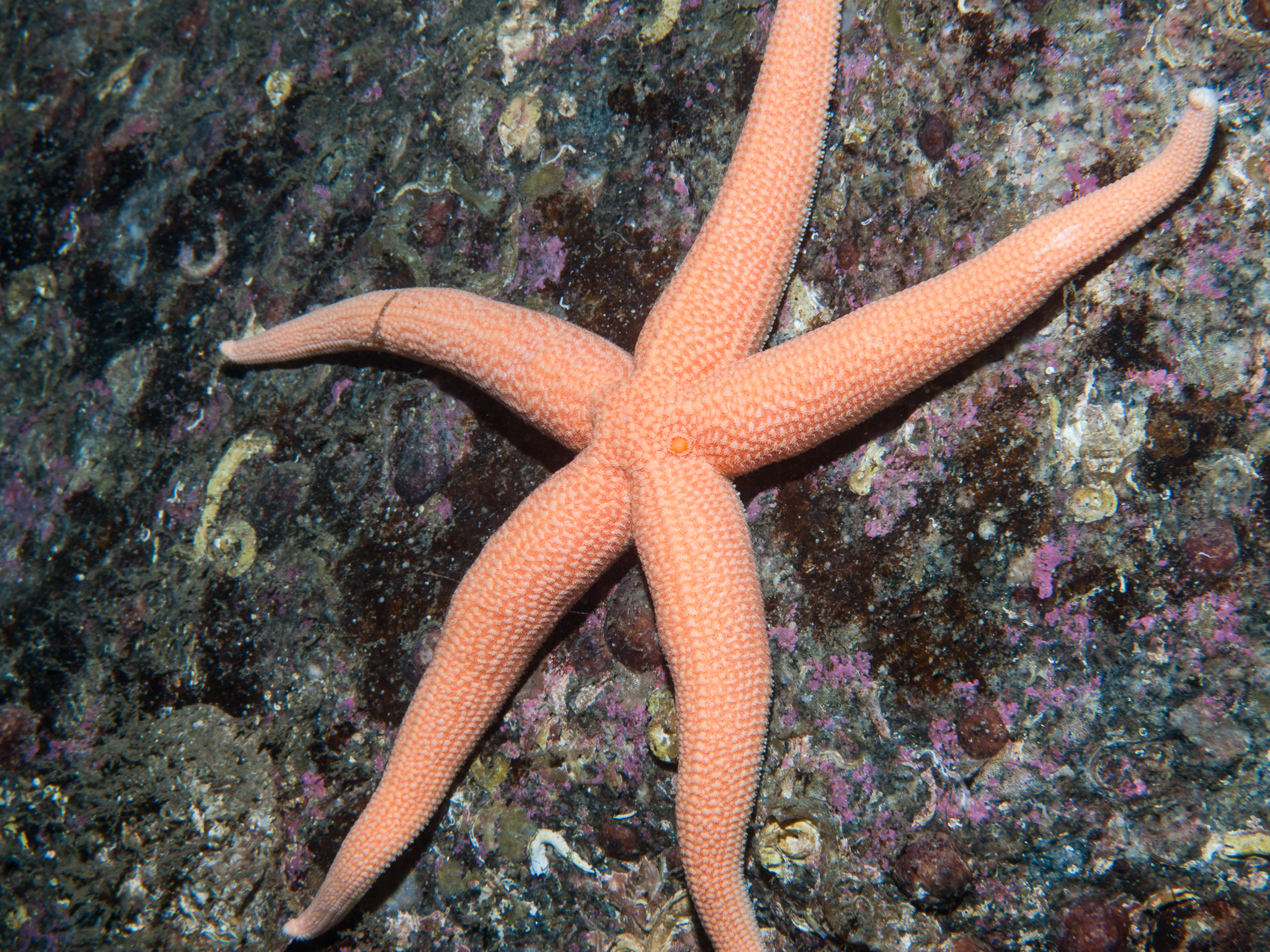 Stichastrella rosea image: bep2_0237