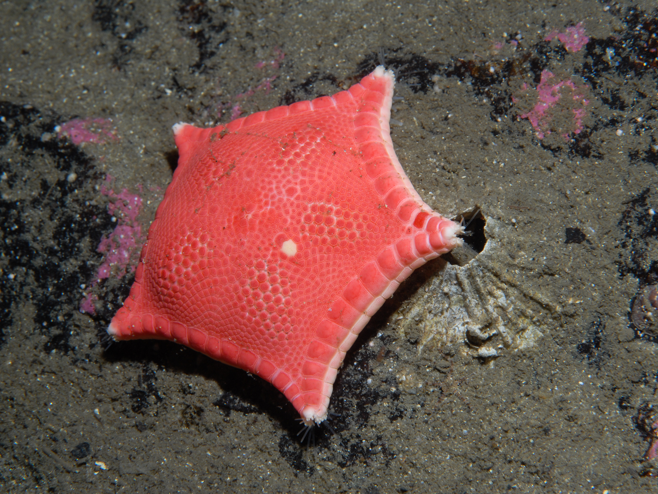 Ceramaster granularis image: bep2_0305