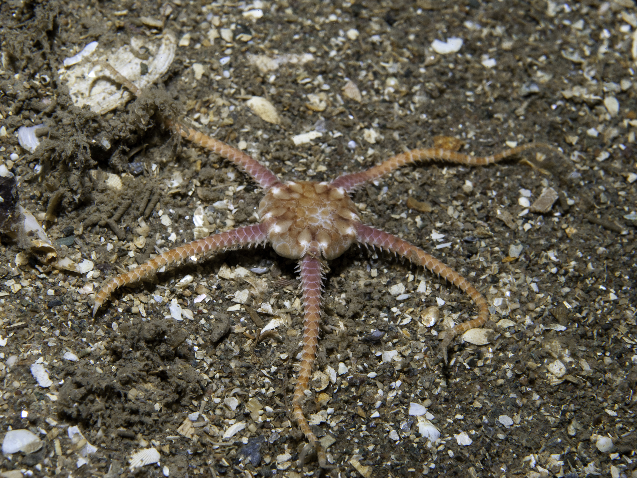 Ophiura albida image: bep2_1955