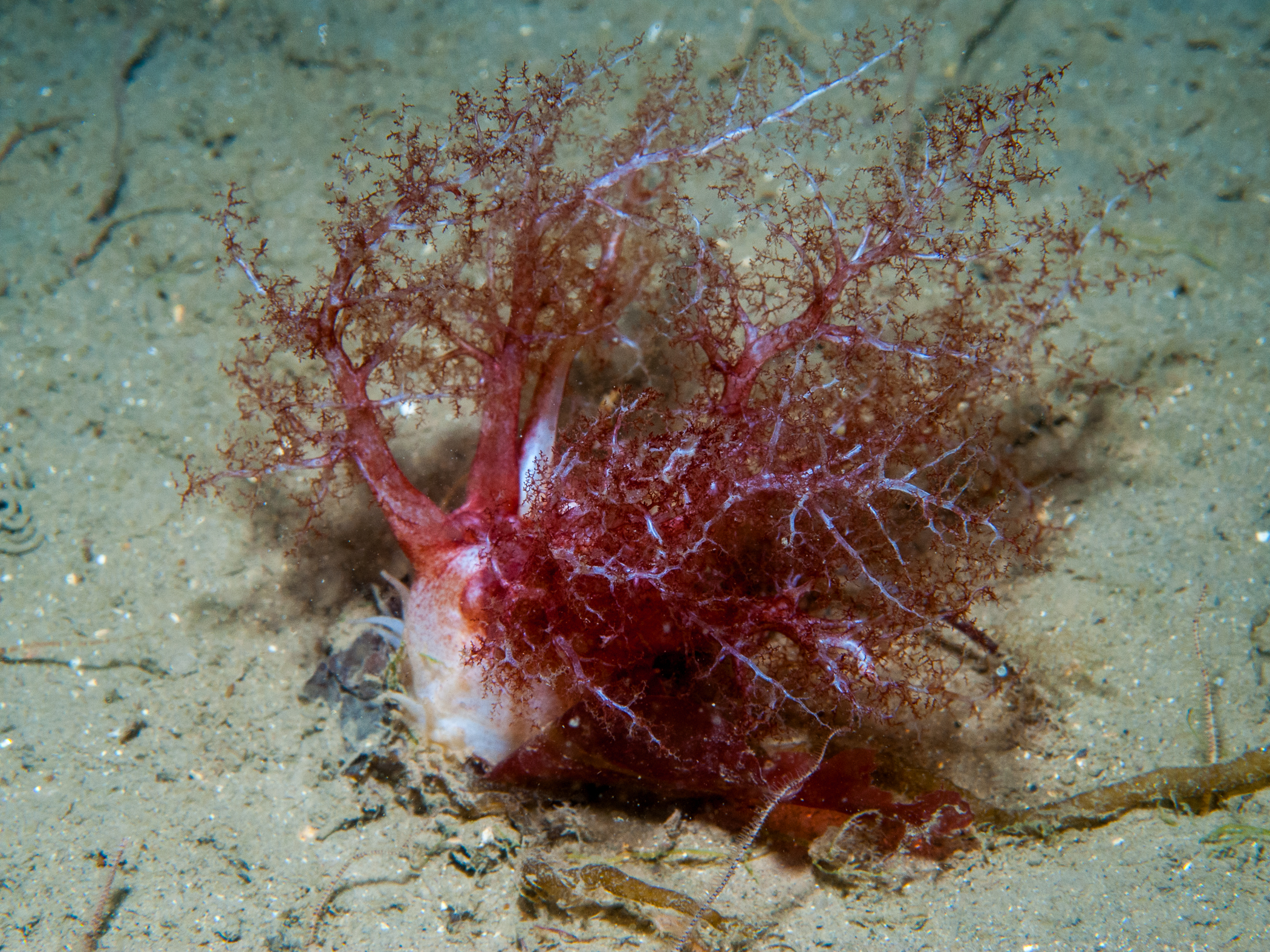 image: Thyonidium drummondii. Strangford Lough, 2007.