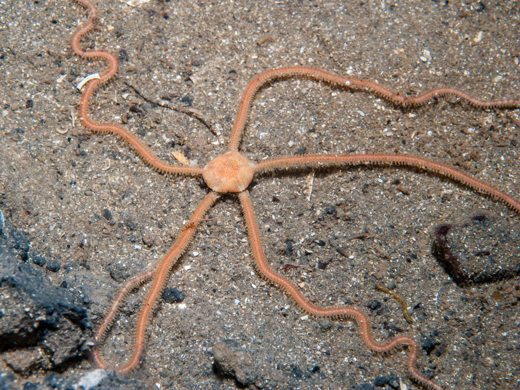 Amphiura filiformis image: bep2_4253
