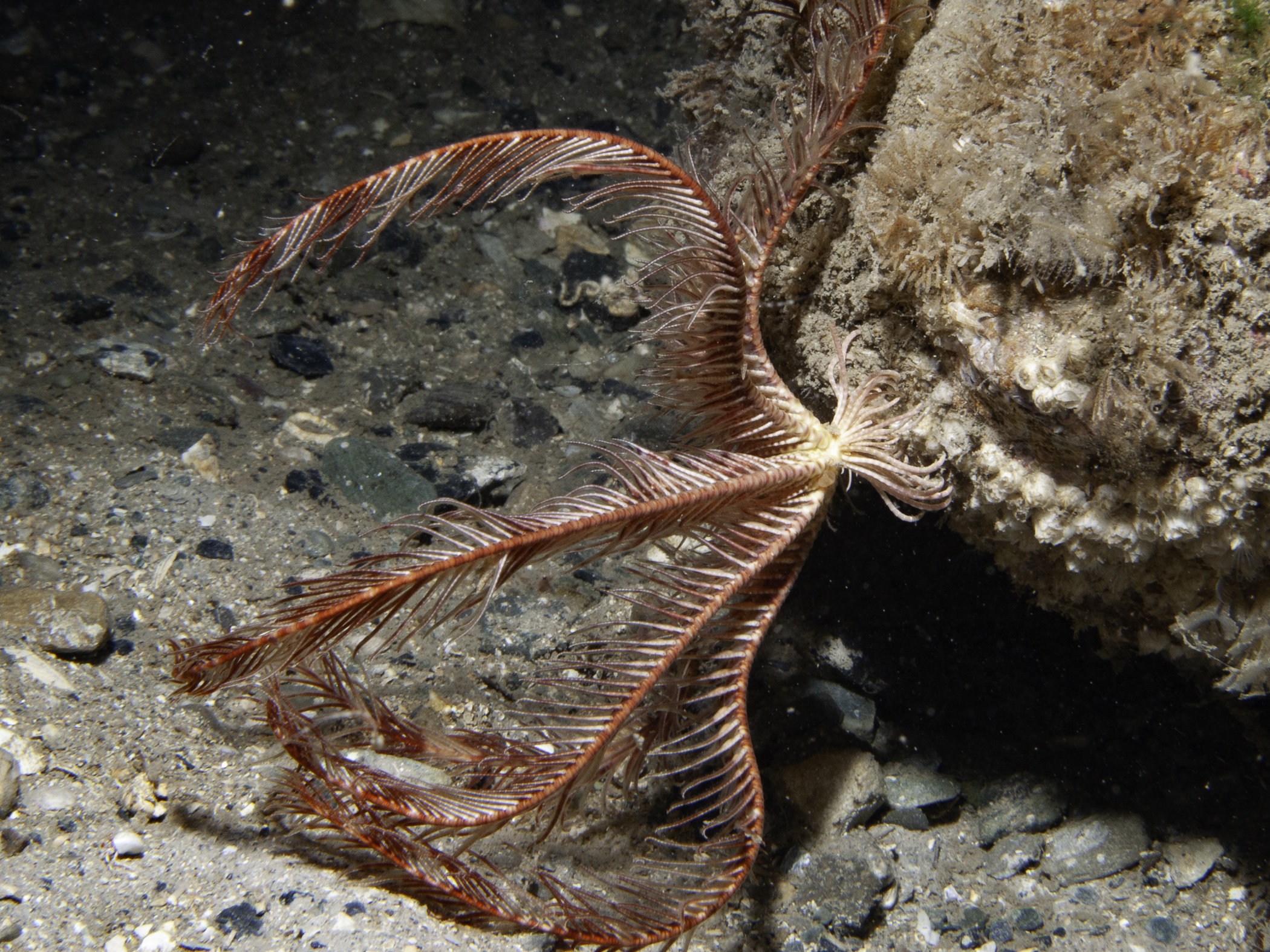 image: Antedon petasus. SE of Sgeir nam Figheadair, Luing, Scotland.