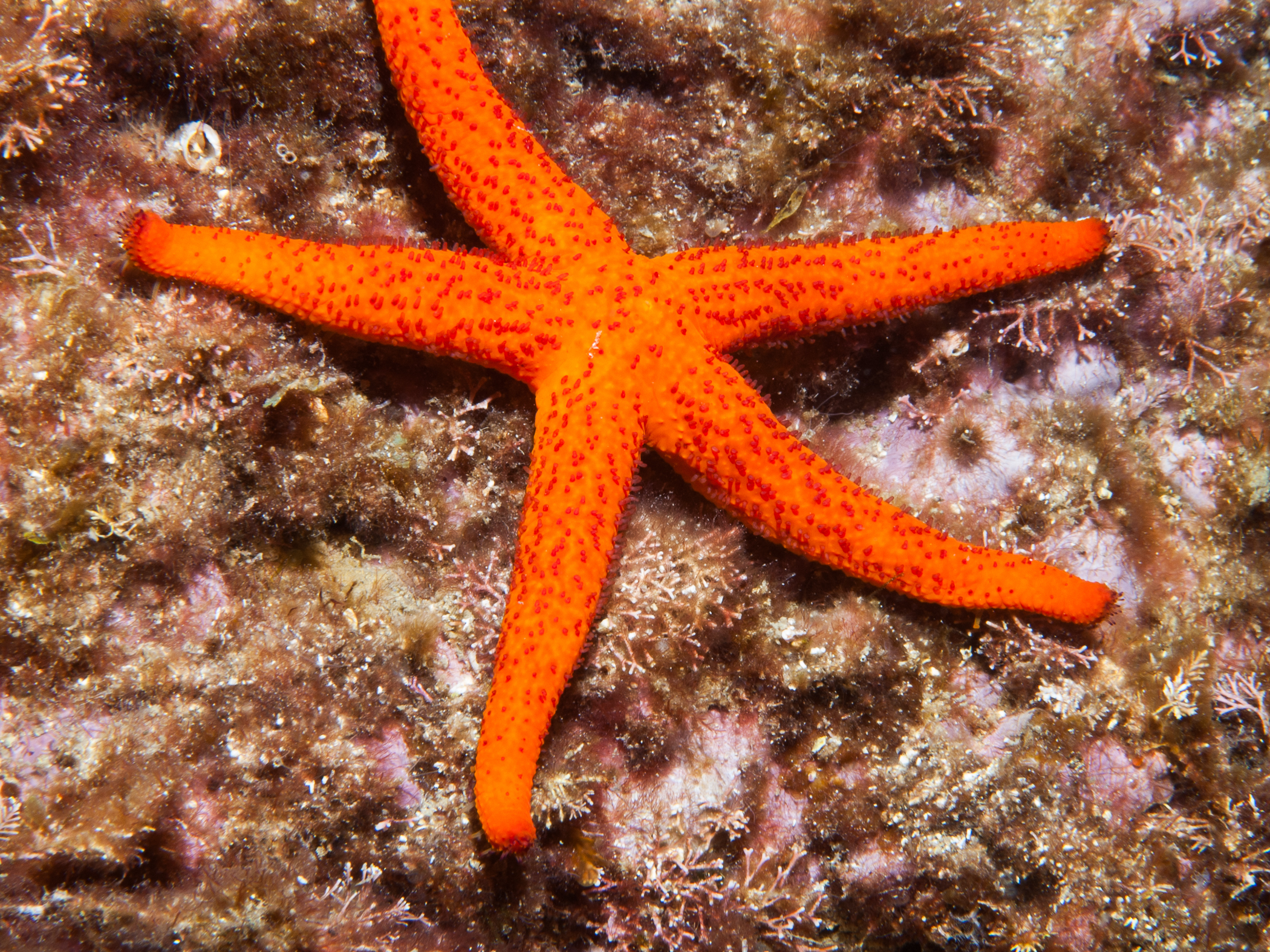image: Echinaster sepositus. Marseille, 2005.