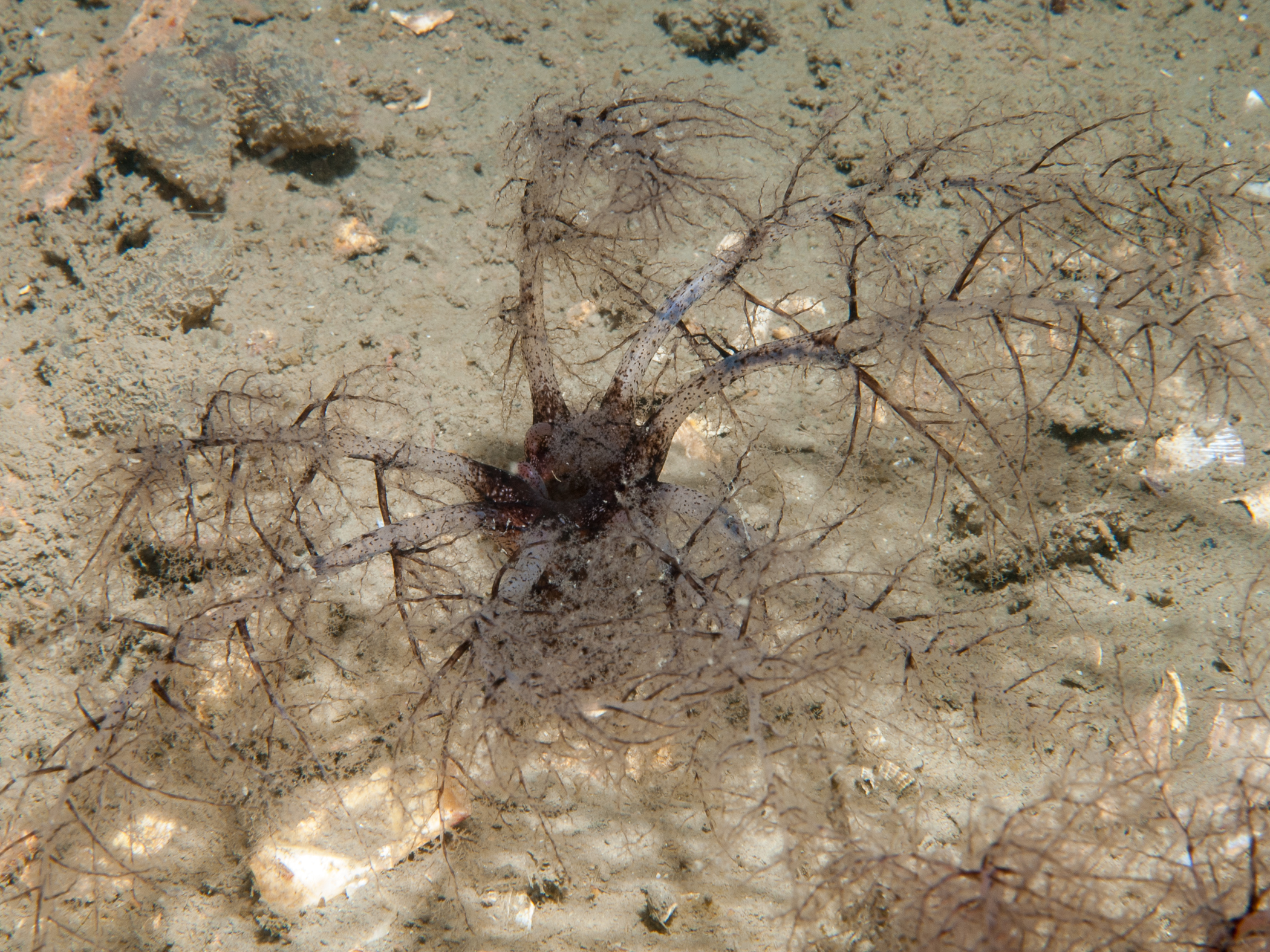 image: Thyone roscovita. Strangford Lough, 2005.