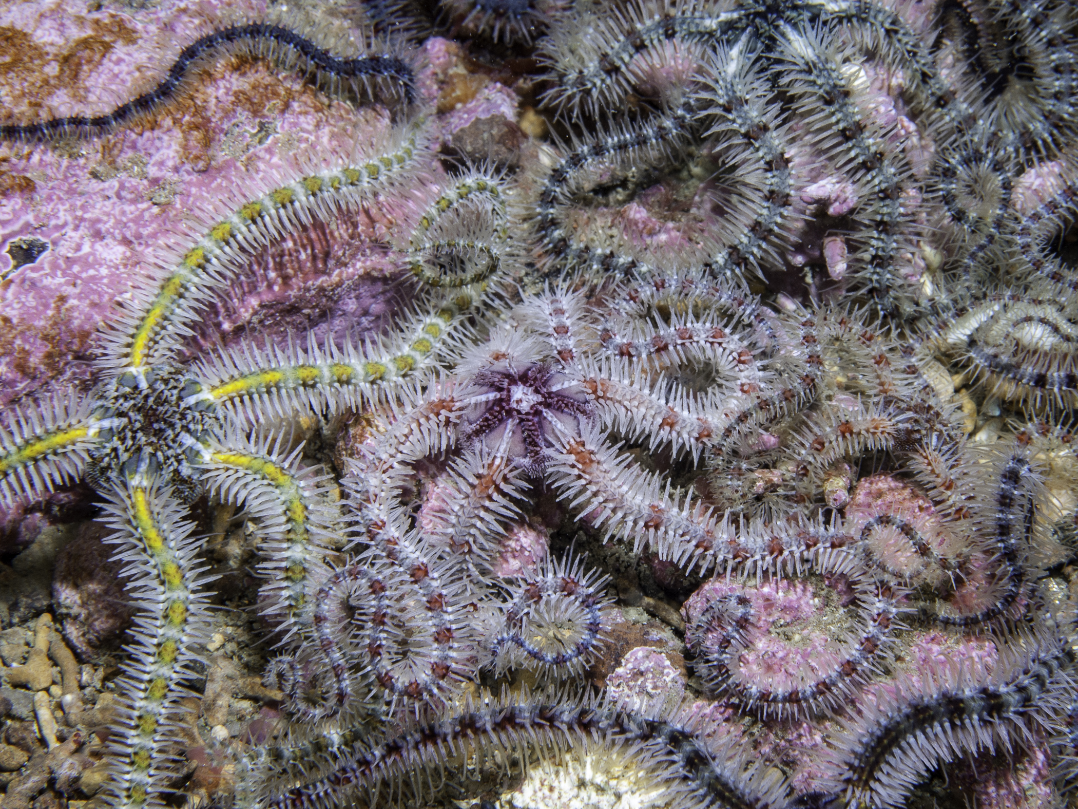 Ophiothrix fragilis image: bep_6661