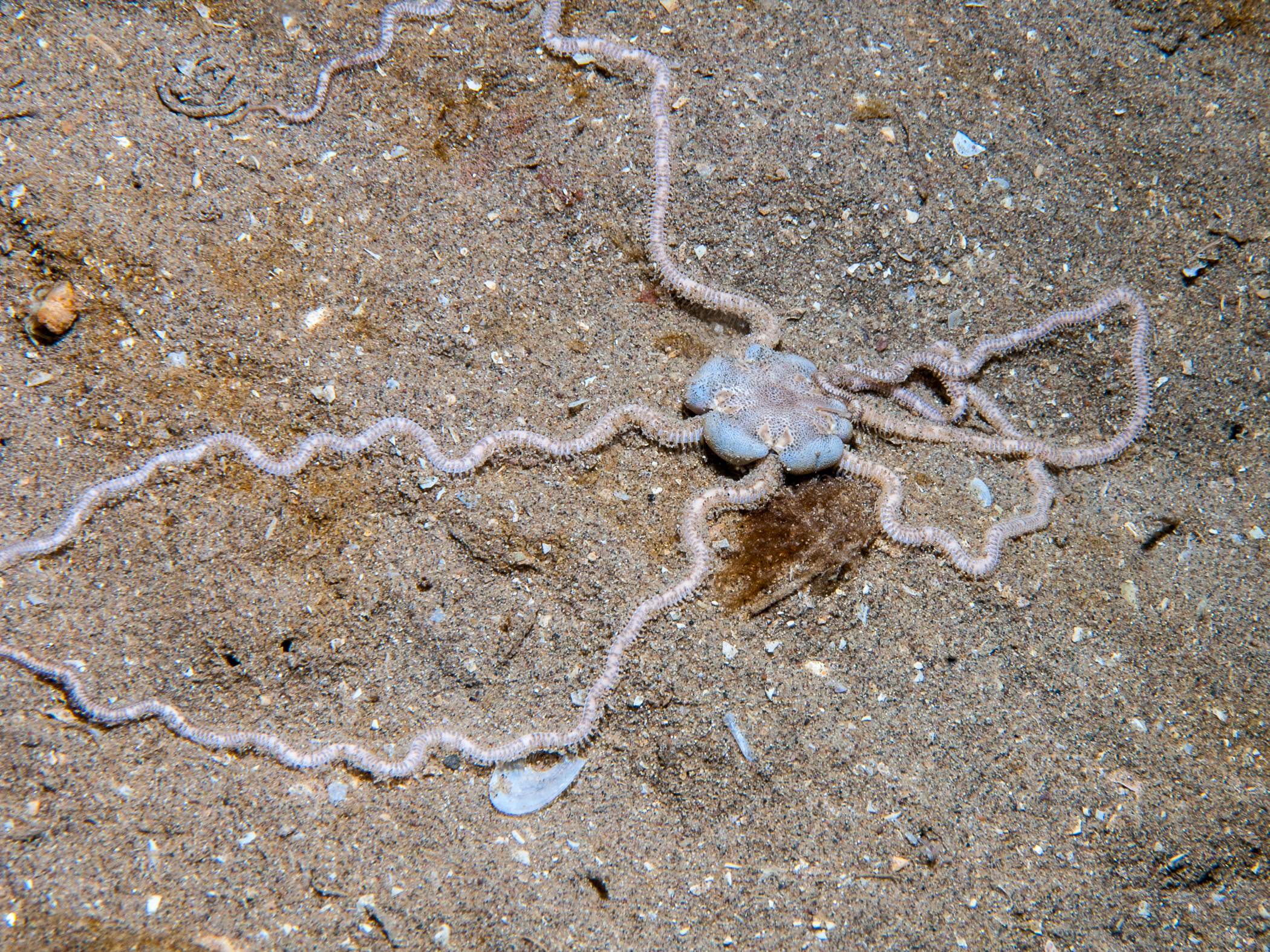 Acrocnida brachiata image: bep_7245