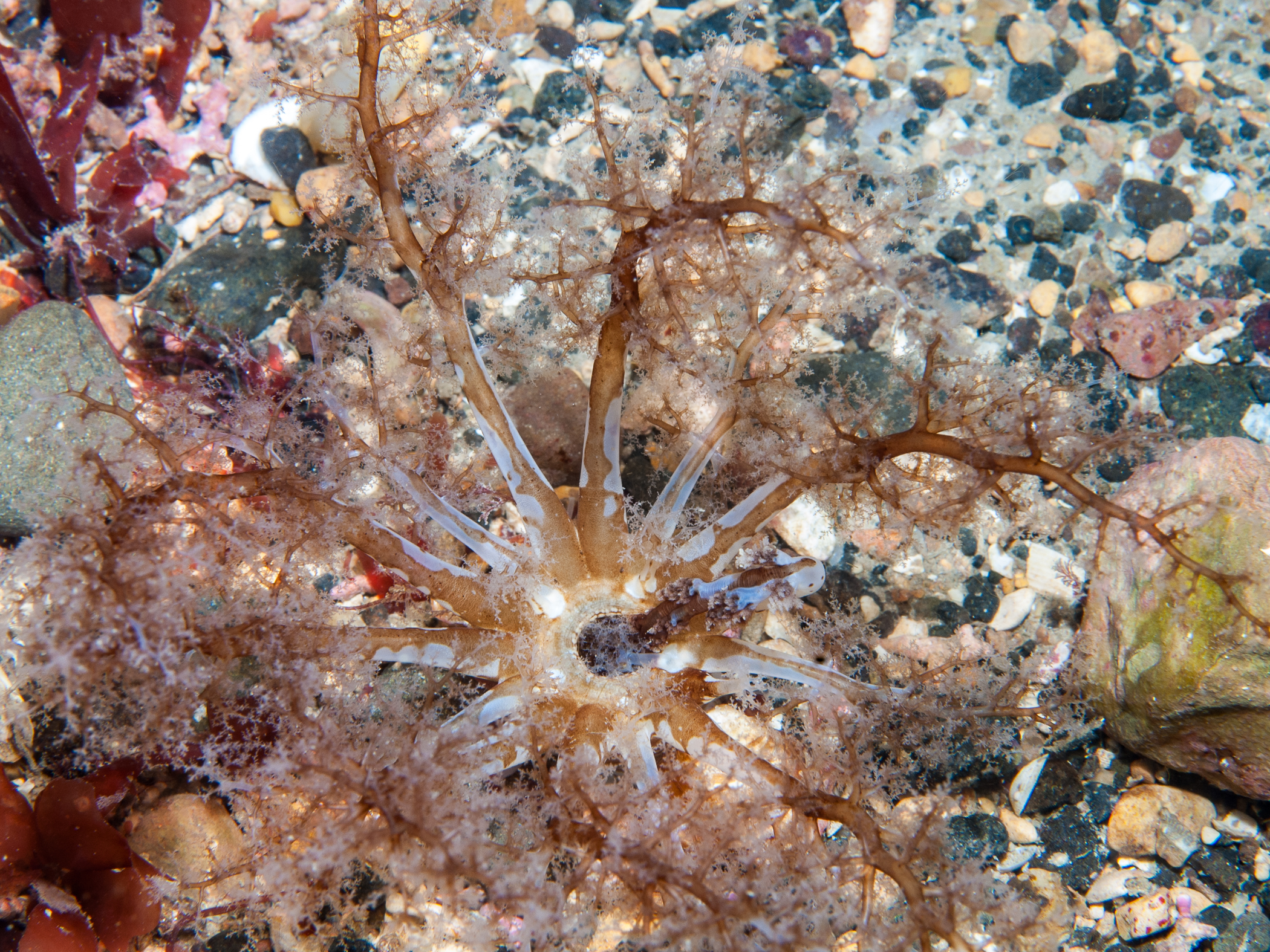 Neopentadactyla mixta image: bep_7338