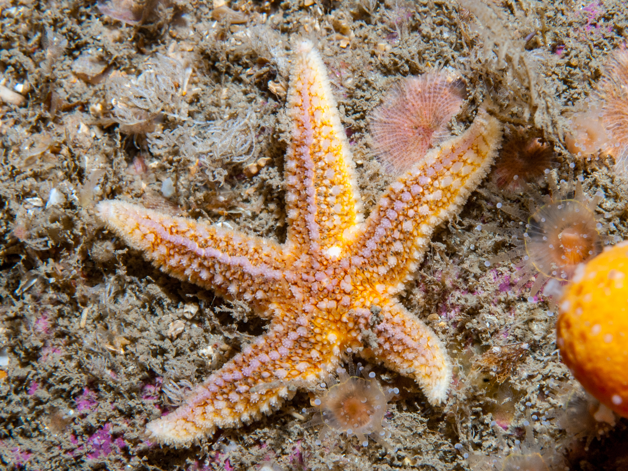 Asterias rubens image: bep_8462