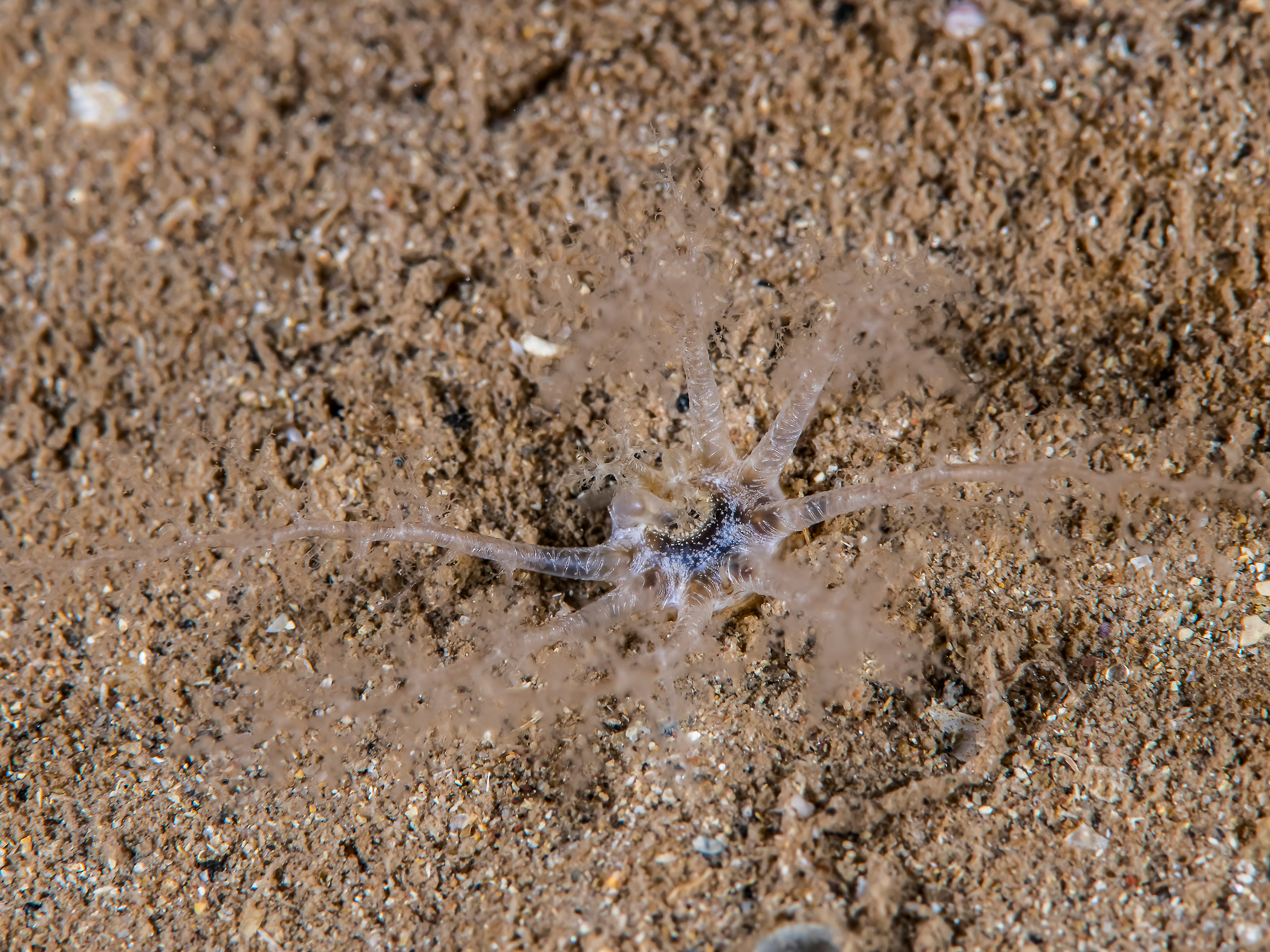 Paraleptopentacta elongata image: es2024_376