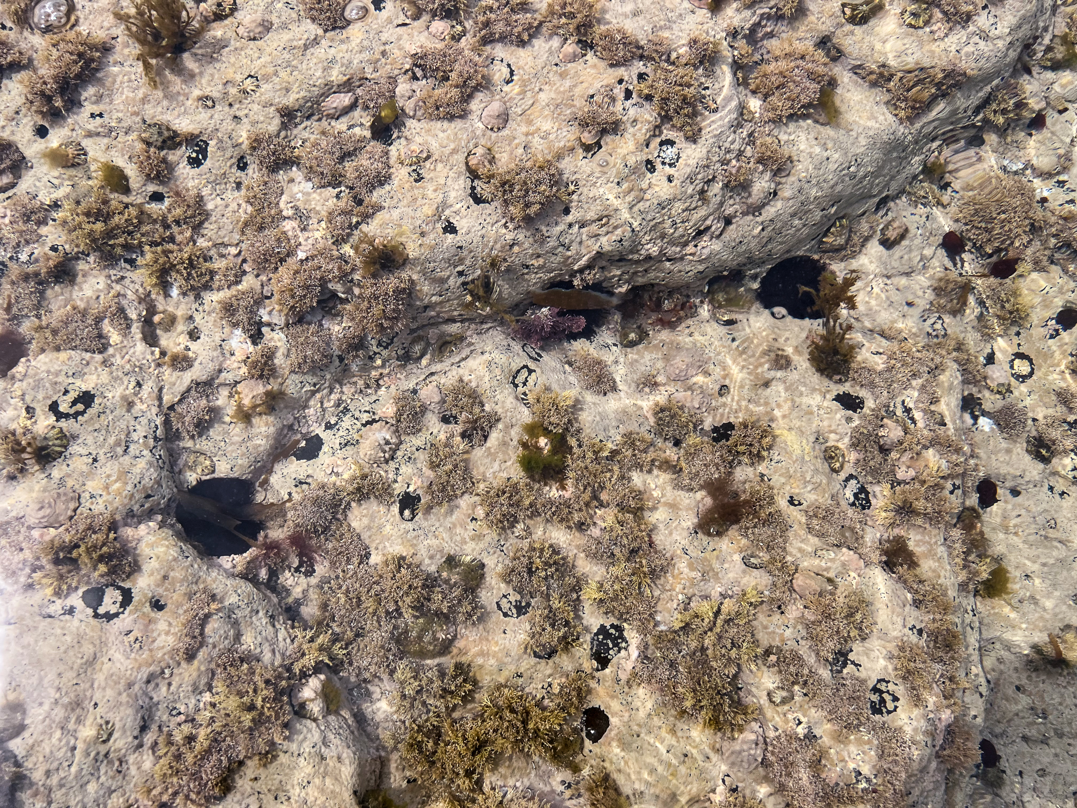 image: Paracentrotus lividus. Portstewart, Co Antrim, 2025.