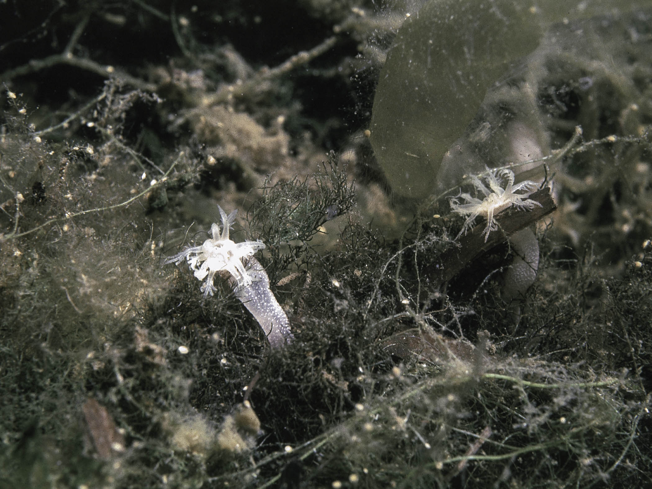 image: Leptosynapta inhaerens. Broad Water, Mulroy Bay, Co Donegal, Ireland.