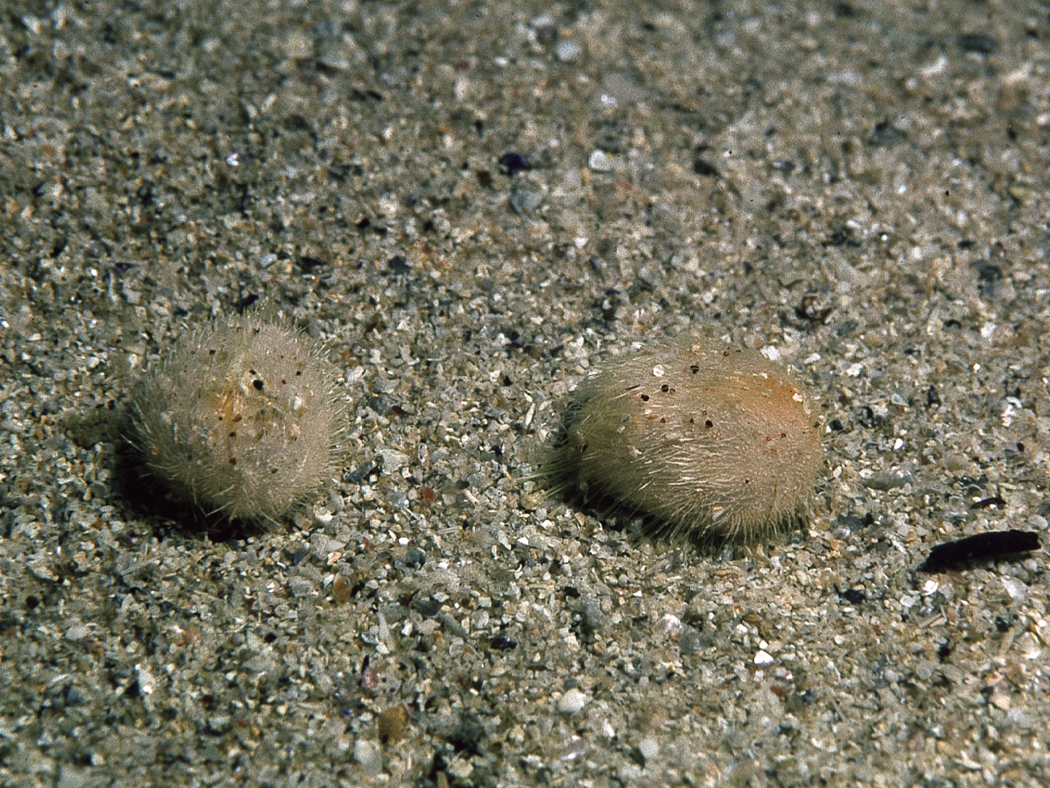Echinocyamus pusillus image: m1791