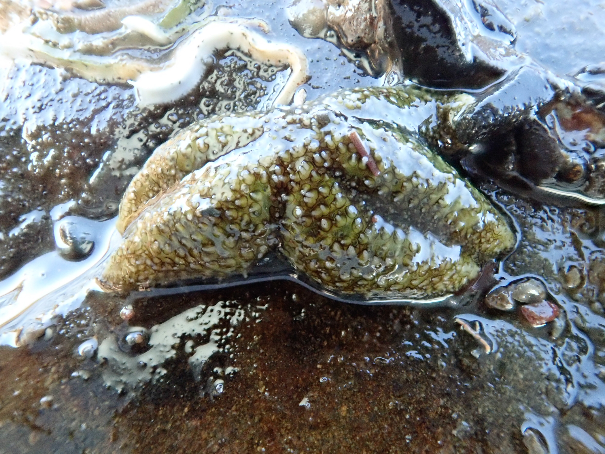 Leptasterias muelleri. Site: Greyabbey,  Strangford Lough. 