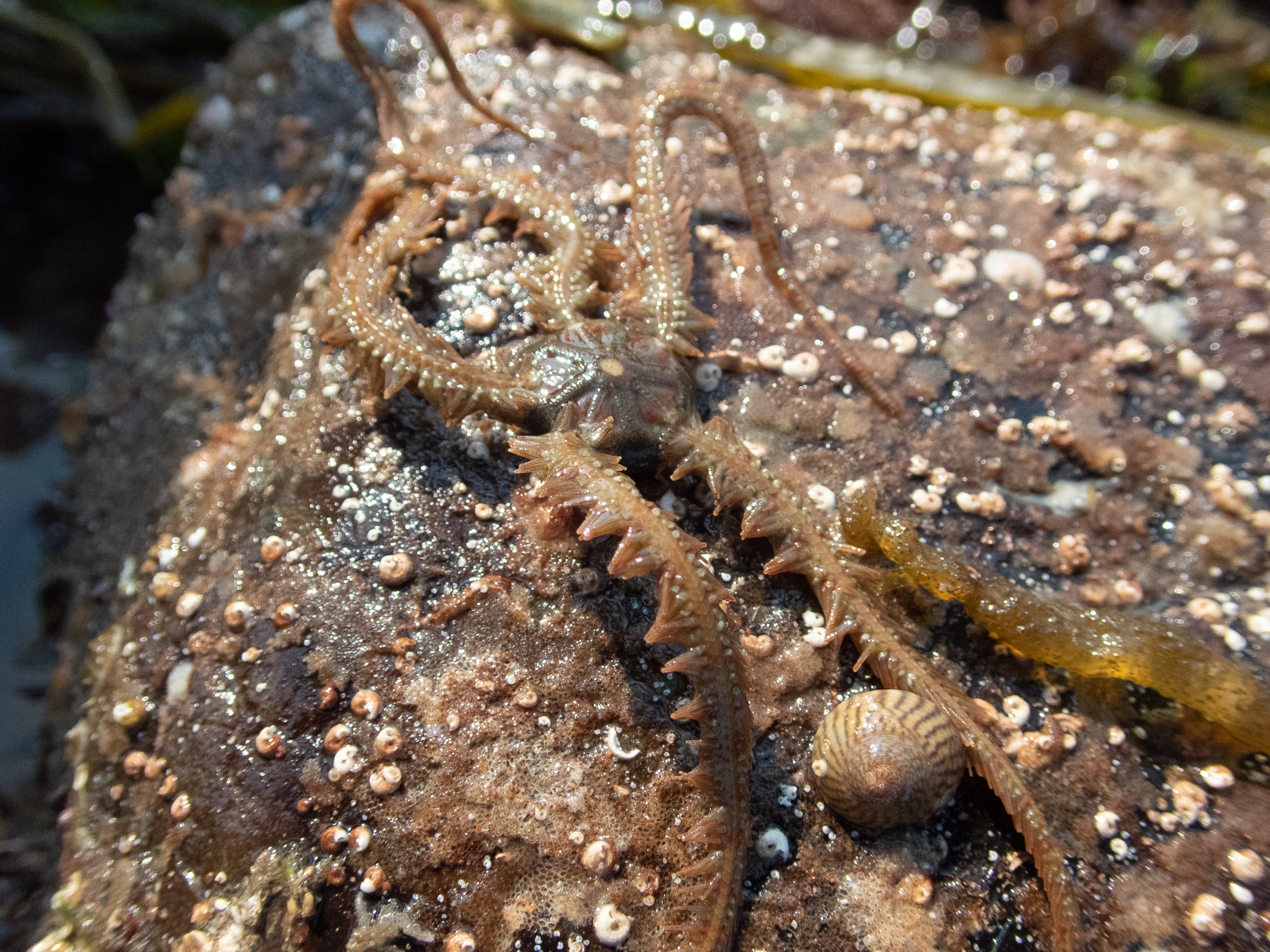 Ophiothrix fragilis. Site: Granagh Bay,  Strangford Lough. 