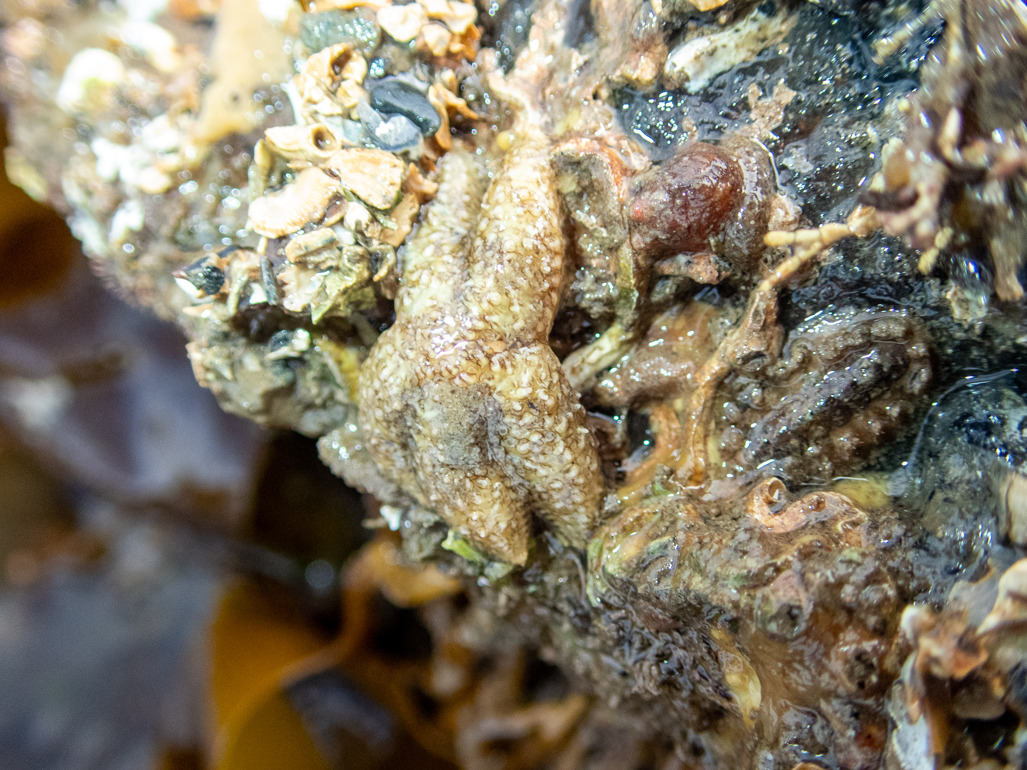 Leptasterias muelleri. Site: SW of Mountstewart,  Strangford Lough. 