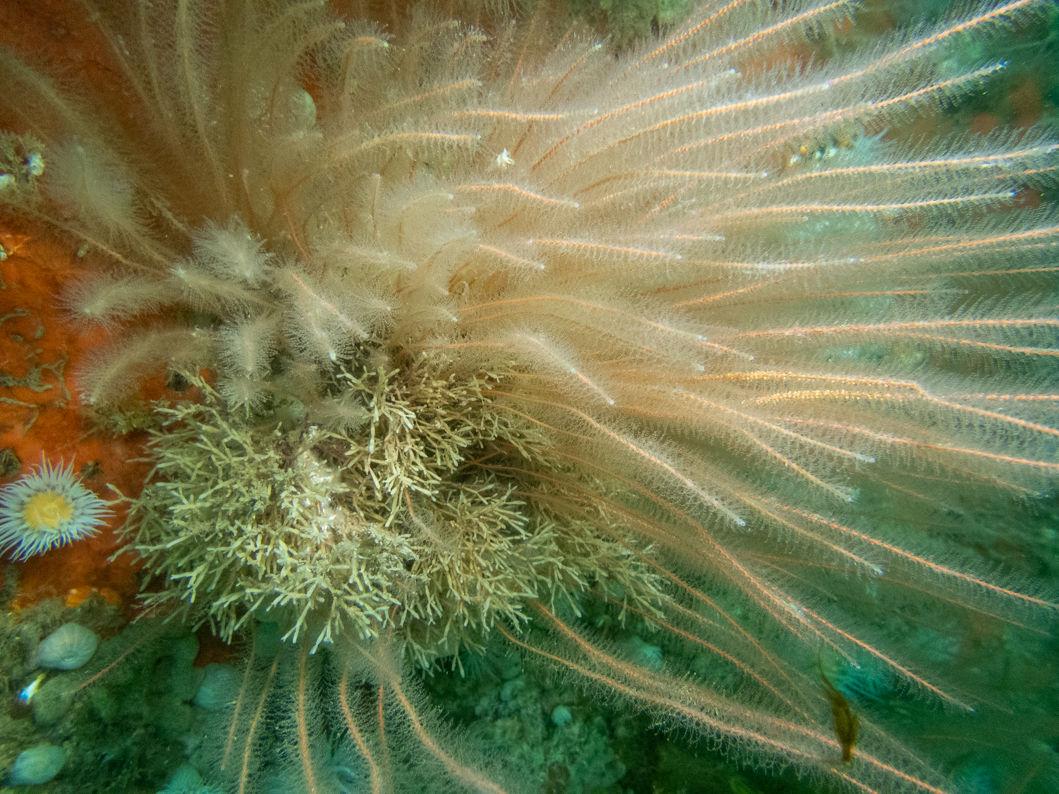Nemertesia antennina. Site: Ballyhenry Bay,  Strangford Lough. 