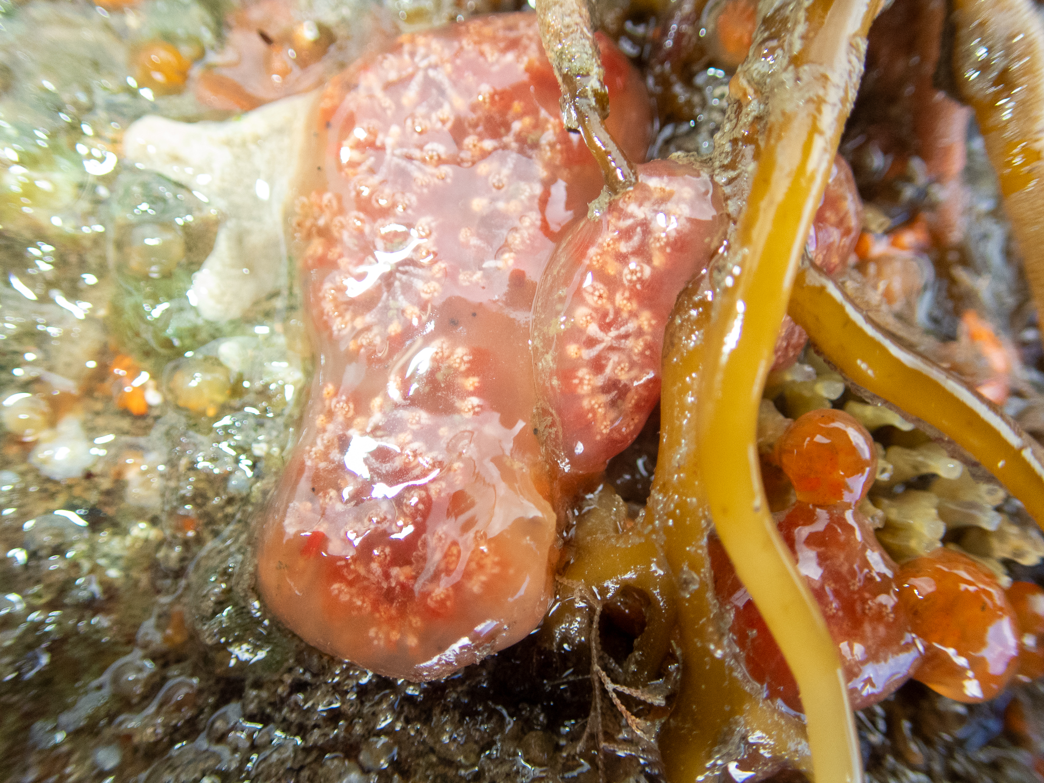 Aplidium nordmanni. Site: Ballyhenry Island,  Strangford Lough. 