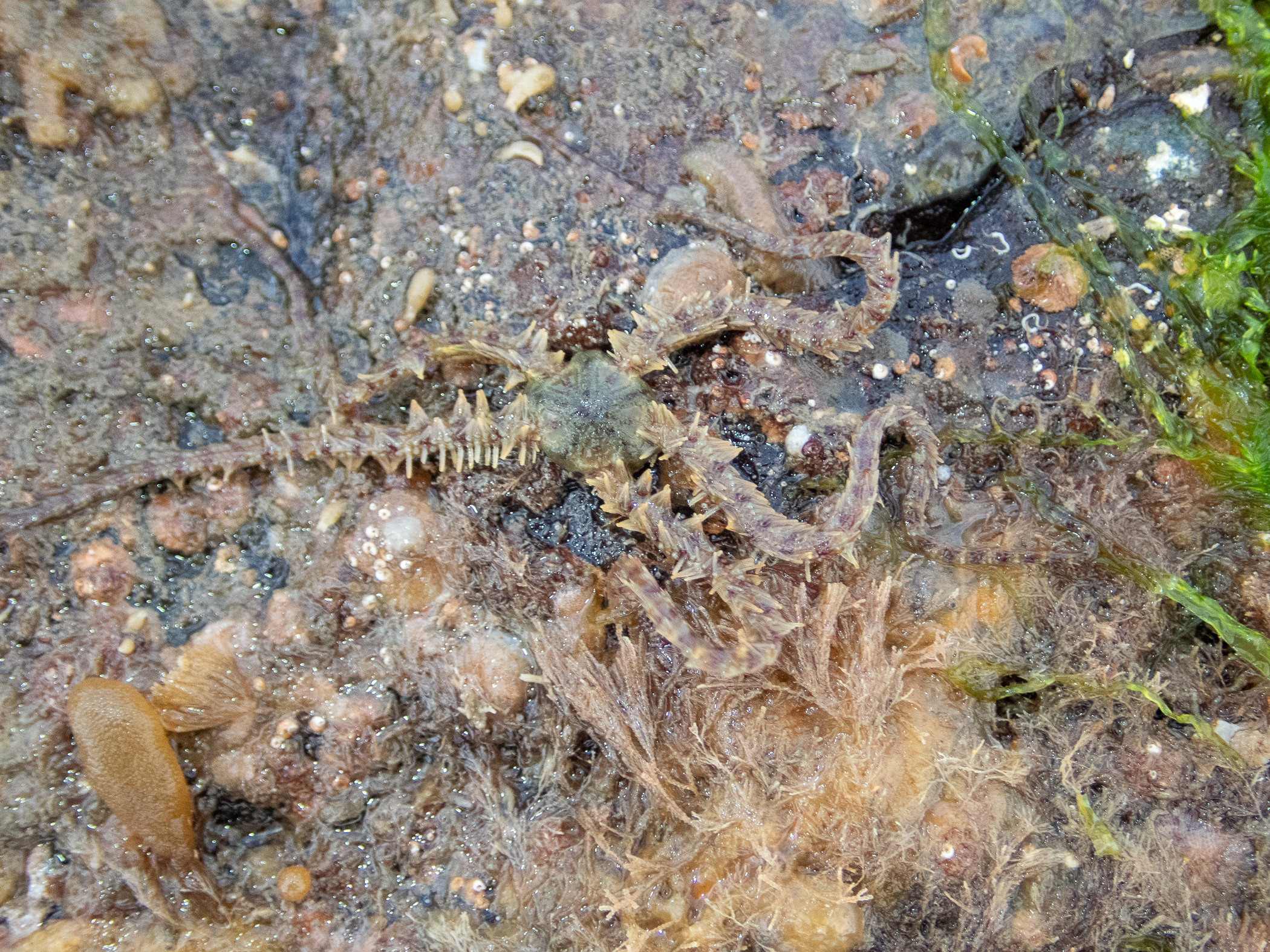 Ophiothrix fragilis. Site: Ballyhenry Island,  Strangford Lough. 
