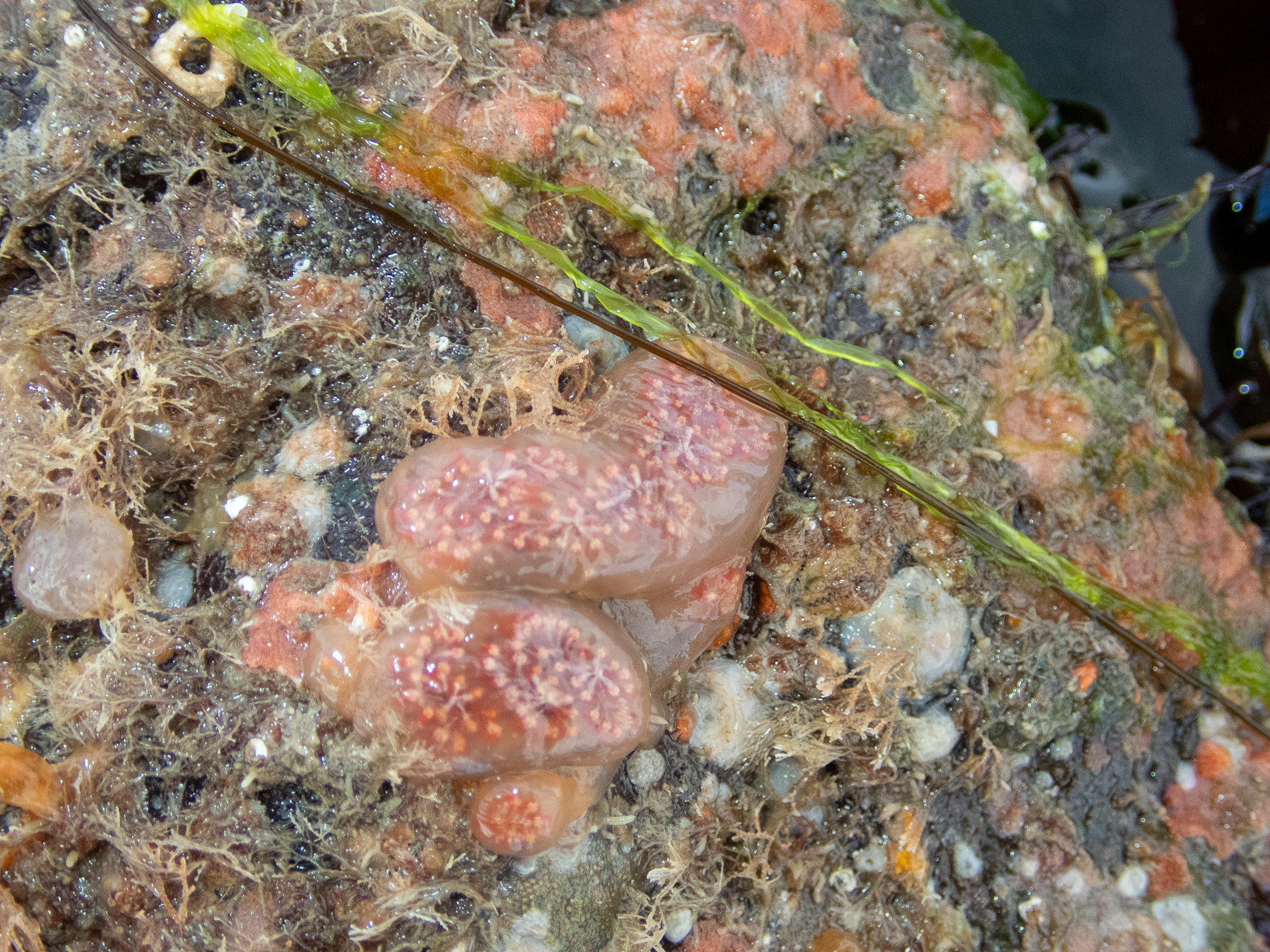 Aplidium nordmanni. Site: Ballyhenry Island,  Strangford Lough. 