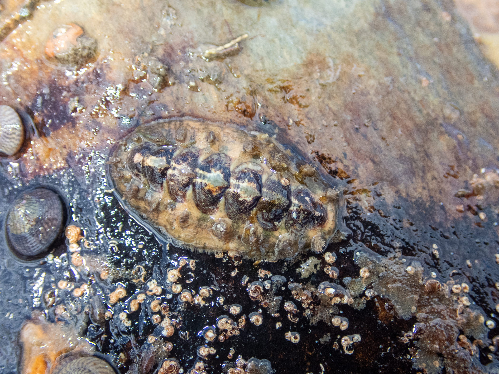 . Site: Ballyhenry Island,  Strangford Lough. 