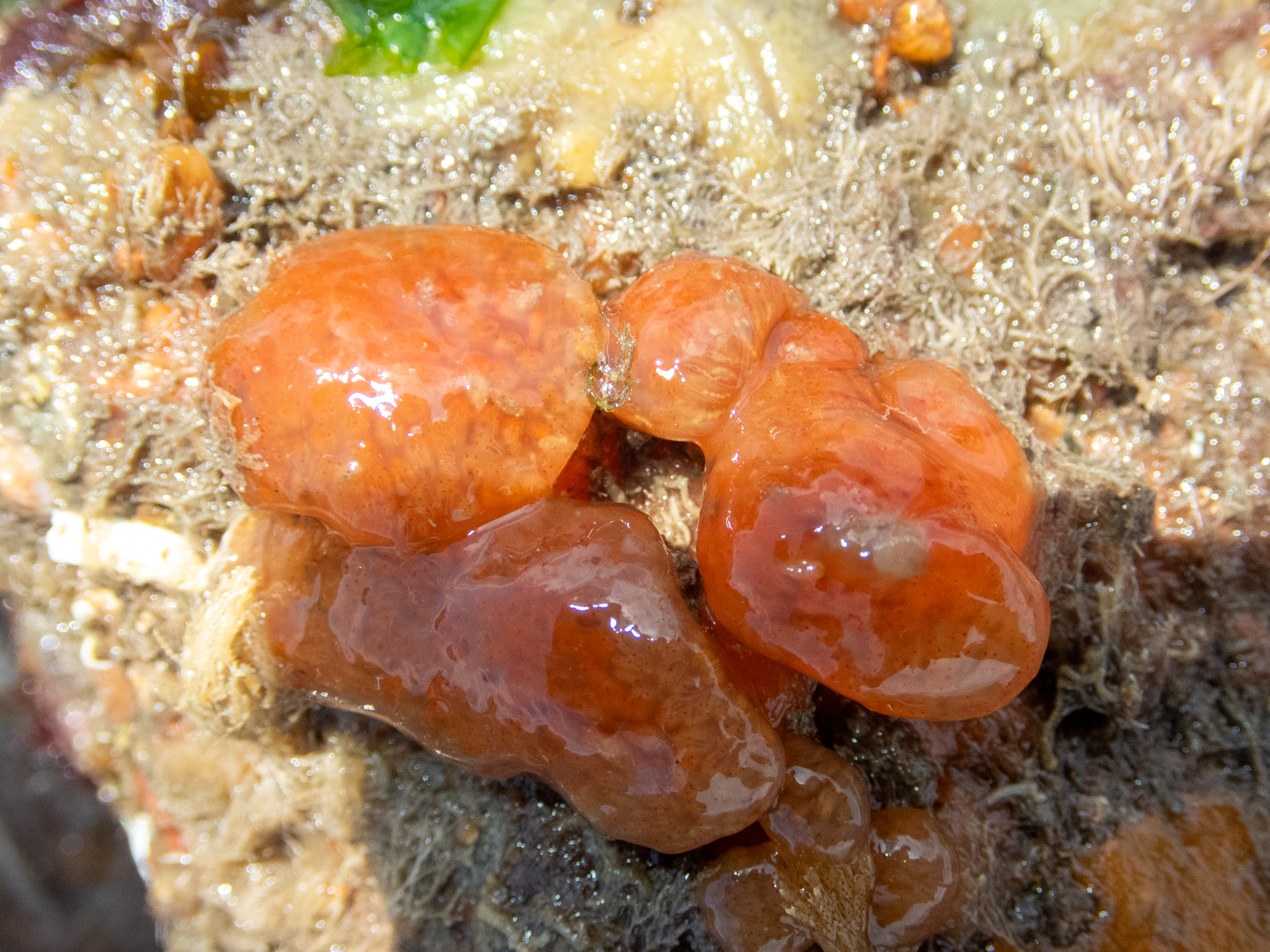 Morchellium argus. Site: Ballyhenry Island,  Strangford Lough. 