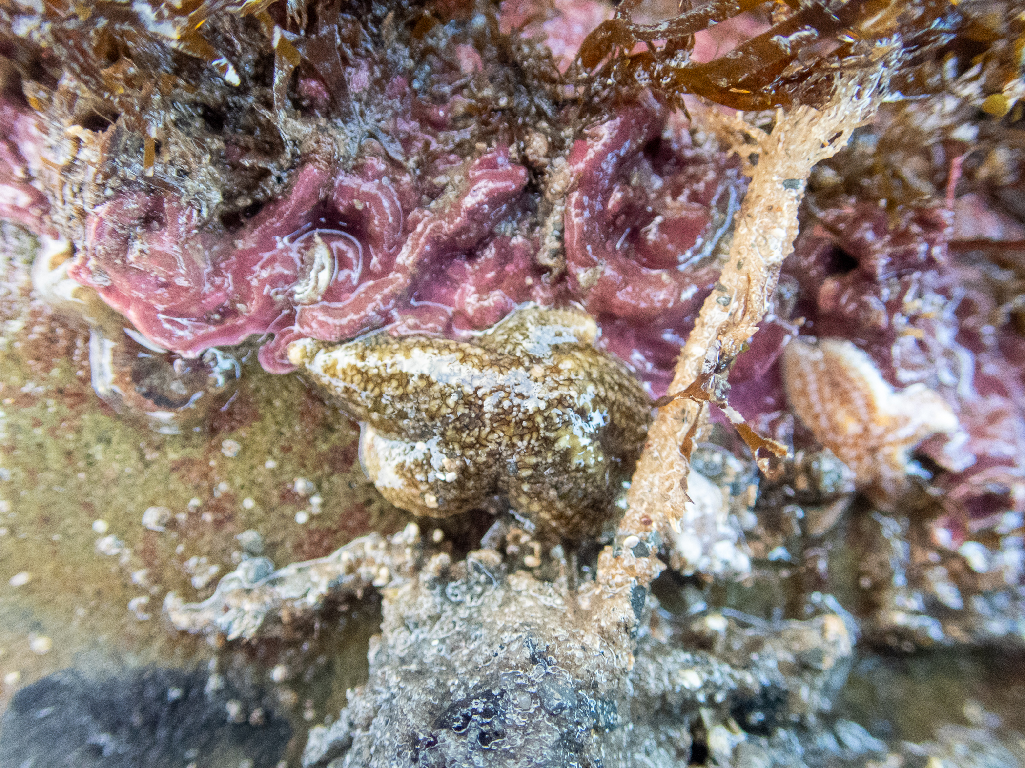 Leptasterias muelleri. Site: W of Kircubbin,  Strangford Lough. 