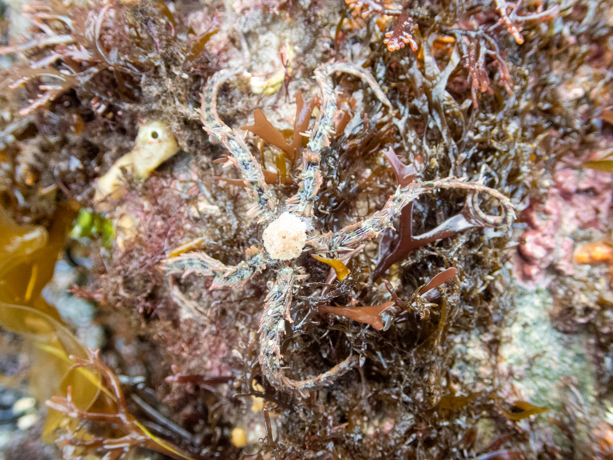 Ophiothrix fragilis. Site: W of Kircubbin,  Strangford Lough. 