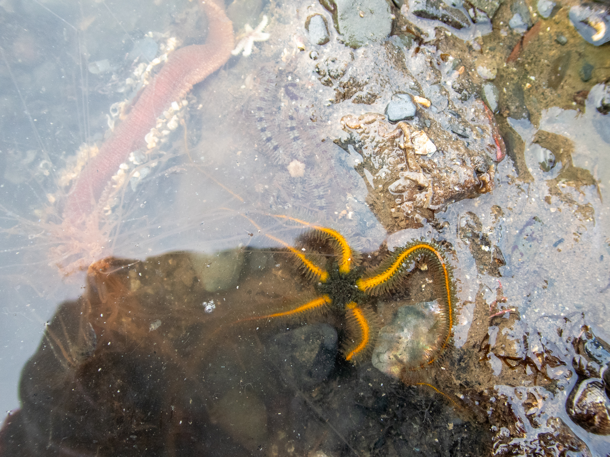 Ophiothrix fragilis. Site: W of Kircubbin,  Strangford Lough. 